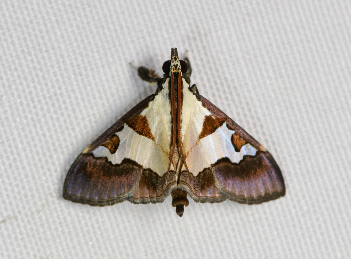 Dausara marginalis, Malayauw, Papua  Australia (continent),Dausara marginalis,Geotagged,Indonesia,Malayauw,New Guinea,Papua,Papua 2023,Spring,Vogelkop,West Papua,Western New Guinea