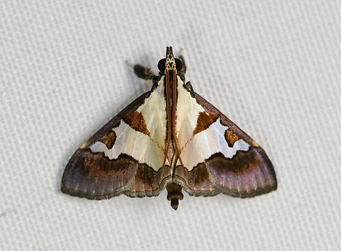 Dausara marginalis, Malayauw, Papua  Australia (continent),Dausara marginalis,Geotagged,Indonesia,Malayauw,New Guinea,Papua,Papua 2023,Spring,Vogelkop,West Papua,Western New Guinea