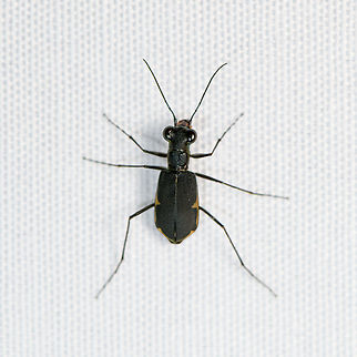 Tiger beetle, Malayauw, Papua  Australia (continent),Geotagged,Indonesia,Malayauw,New Guinea,Papua,Papua 2023,Spring,Vogelkop,West Papua,Western New Guinea