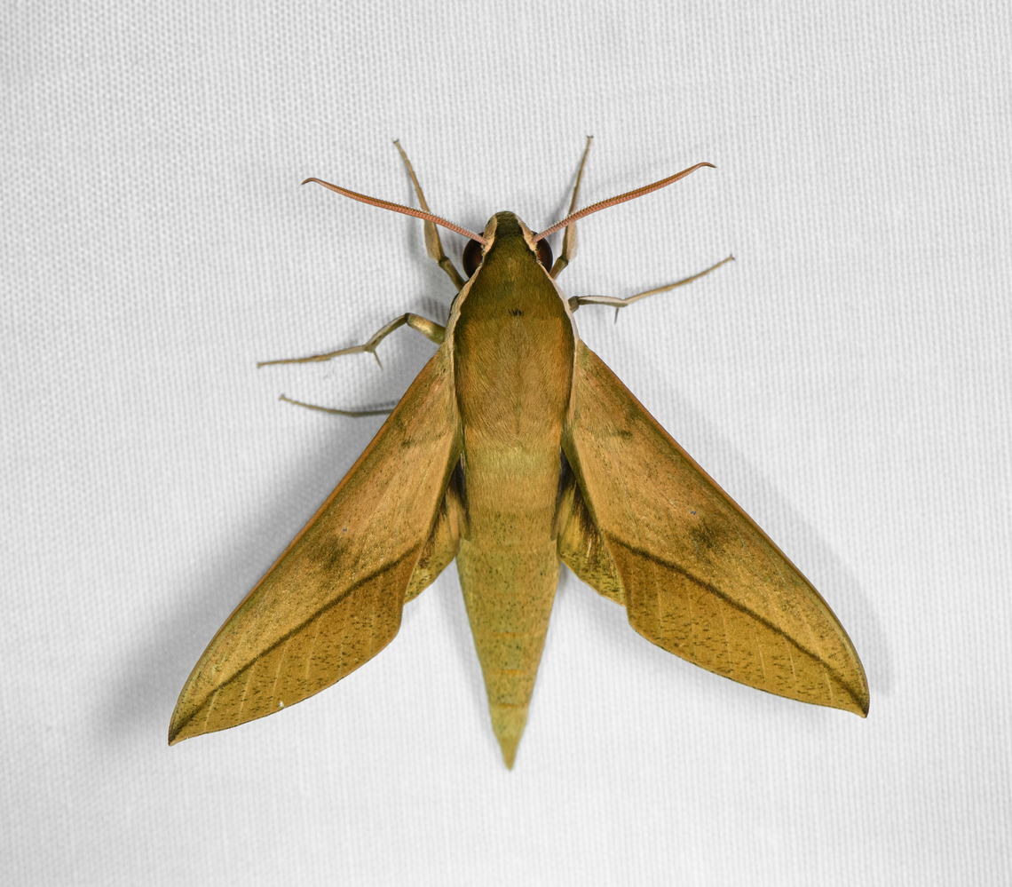 Theretra clotho, Malayauw, Papua  Australia (continent),Common Hunter Hawkmoth,Geotagged,Indonesia,Malayauw,New Guinea,Papua,Papua 2023,Spring,Theretra clotho,Vogelkop,West Papua,Western New Guinea