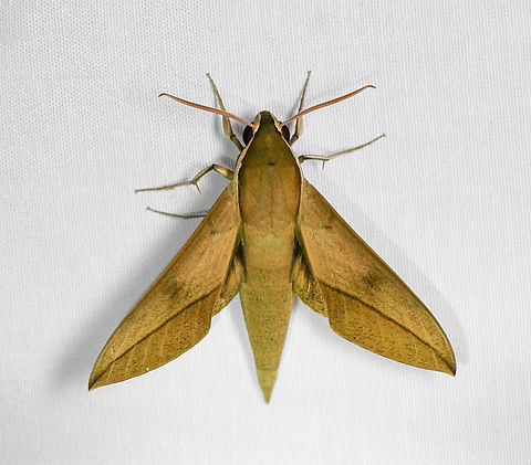 Theretra clotho, Malayauw, Papua  Australia (continent),Common Hunter Hawkmoth,Geotagged,Indonesia,Malayauw,New Guinea,Papua,Papua 2023,Spring,Theretra clotho,Vogelkop,West Papua,Western New Guinea