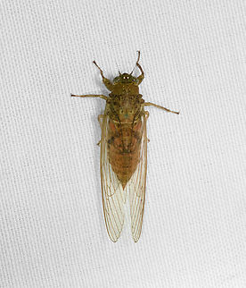 Cicada, Malayauw, Papua  Australia (continent),Geotagged,Indonesia,Malayauw,New Guinea,Papua,Papua 2023,Spring,Vogelkop,West Papua,Western New Guinea