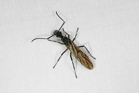 Winged Polyrhachis sexspinosa? Malayauw, Papua  Australia (continent),Geotagged,Indonesia,Malayauw,New Guinea,Papua,Papua 2023,Polyrhachis sexspinosa,Spring,Vogelkop,West Papua,Western New Guinea