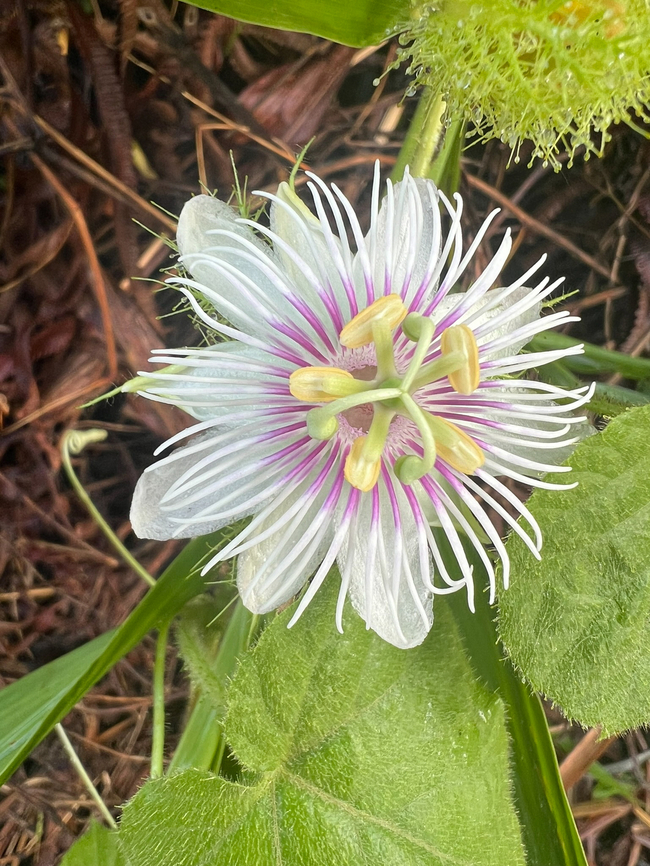 Passiflora vesicaria, Malayauw, Papua  Australia (continent),Geotagged,Indonesia,Malayauw,New Guinea,Papua,Papua 2023,Passiflora vesicaria,Spring,Vogelkop,West Papua,Western New Guinea