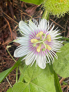 Passiflora vesicaria, Malayauw, Papua  Australia (continent),Geotagged,Indonesia,Malayauw,New Guinea,Papua,Papua 2023,Passiflora vesicaria,Spring,Vogelkop,West Papua,Western New Guinea