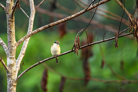 Sacred Kingfisher, Malayauw, Papua  Australia (continent),Geotagged,Indonesia,Malayauw,New Guinea,Papua,Papua 2023,Sacred Kingfisher,Spring,Todiramphus sanctus,Vogelkop,West Papua,Western New Guinea
