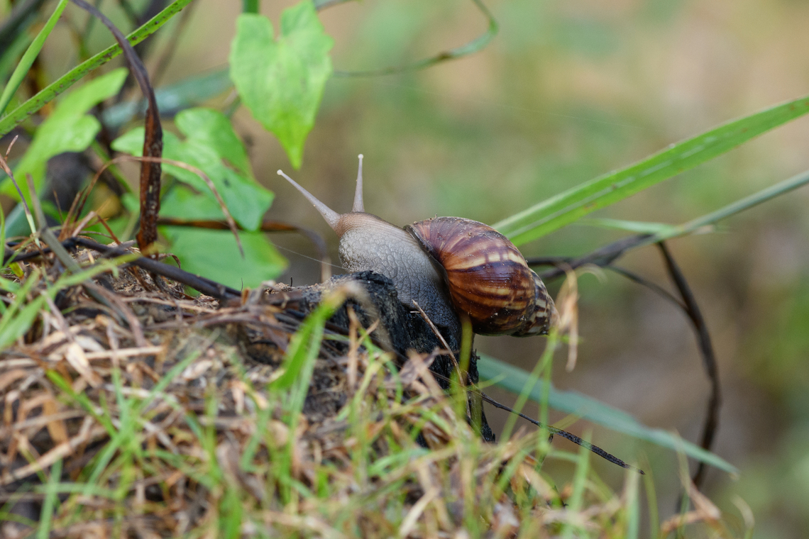 Giant African land snail, Malayauw, Papua Introduced, invasive. Australia (continent),Geotagged,Giant African land snail,Indonesia,Lissachatina fulica,Malayauw,New Guinea,Papua,Papua 2023,Spring,Vogelkop,West Papua,Western New Guinea