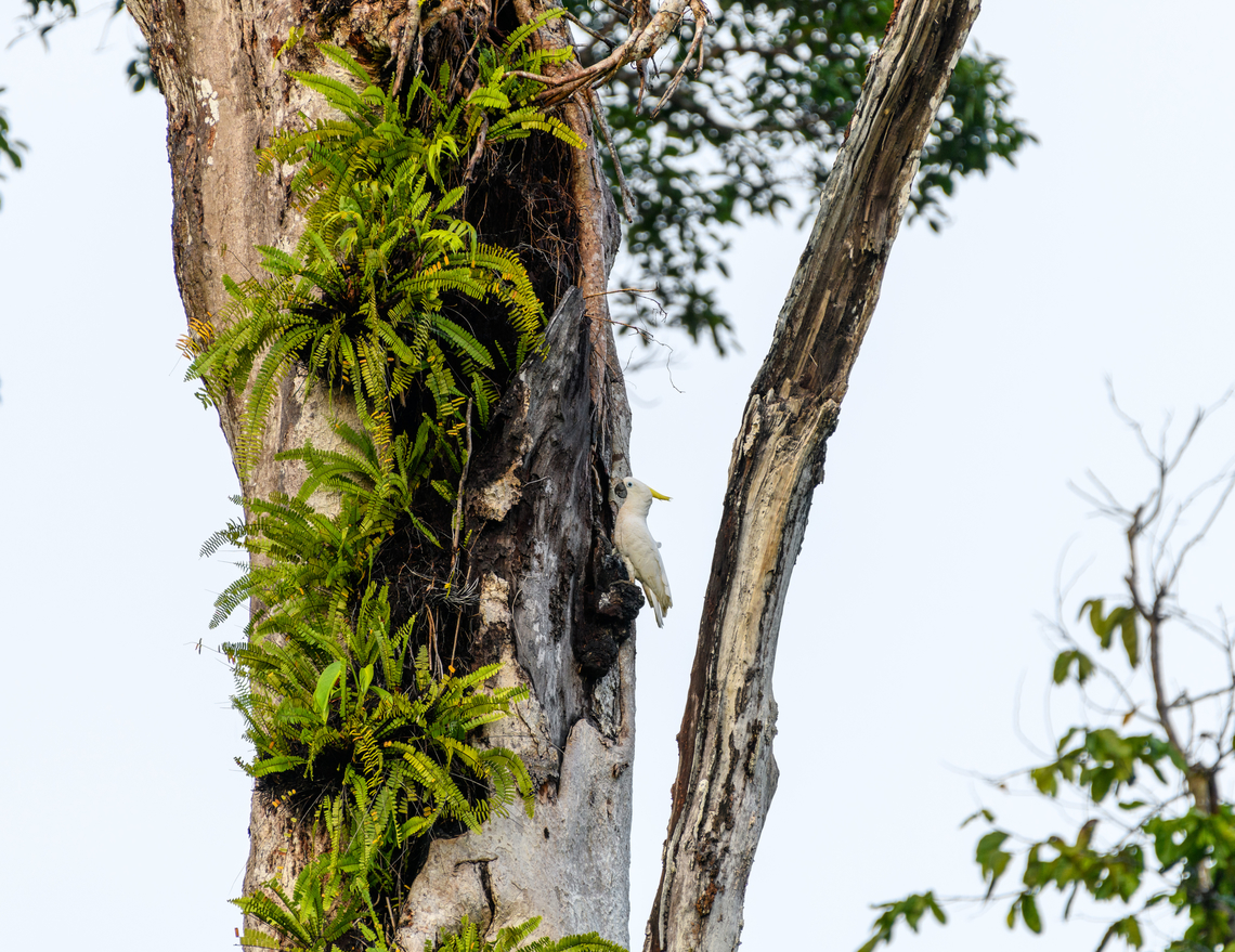 Sulphur-crested Cockatoo - habitat, Malayauw, Papua <figure class="photo"><a href="https://www.jungledragon.com/image/157225/sulphur-crested_cockatoo_-_near_nest_malayauw_papua.html" title="Sulphur-crested Cockatoo - near nest, Malayauw, Papua"><img src="https://s3.amazonaws.com/media.jungledragon.com/images/2/157225_thumb.jpg?AWSAccessKeyId=05GMT0V3GWVNE7GGM1R2&Expires=1763596810&Signature=bbREvzwcGyqgepTQAj3MRNO8YQc%3D" width="200" height="134" alt="Sulphur-crested Cockatoo - near nest, Malayauw, Papua https://www.jungledragon.com/image/157224/sulphur-crested_cockatoo_-_habitat_malayauw_papua.html Australia (continent),Cacatua galerita,Geotagged,Indonesia,Malayauw,New Guinea,Papua,Papua 2023,Spring,Sulphur-crested Cockatoo,Vogelkop,West Papua,Western New Guinea" /></a></figure> Australia (continent),Cacatua galerita,Geotagged,Indonesia,Malayauw,New Guinea,Papua,Papua 2023,Spring,Sulphur-crested Cockatoo,Vogelkop,West Papua,Western New Guinea