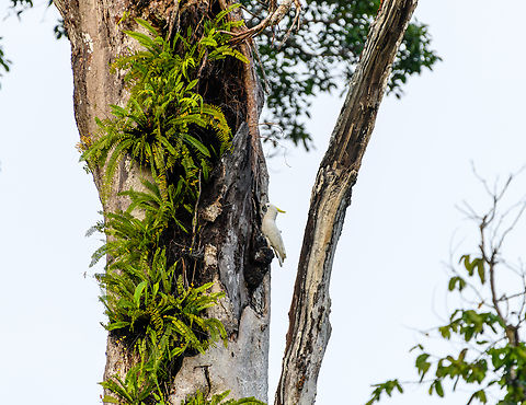 Sulphur-crested Cockatoo - habitat, Malayauw, Papua https://www.jungledragon.com/image/157225/sulphur-crested_cockatoo_-_near_nest_malayauw_papua.html Australia (continent),Cacatua galerita,Geotagged,Indonesia,Malayauw,New Guinea,Papua,Papua 2023,Spring,Sulphur-crested Cockatoo,Vogelkop,West Papua,Western New Guinea