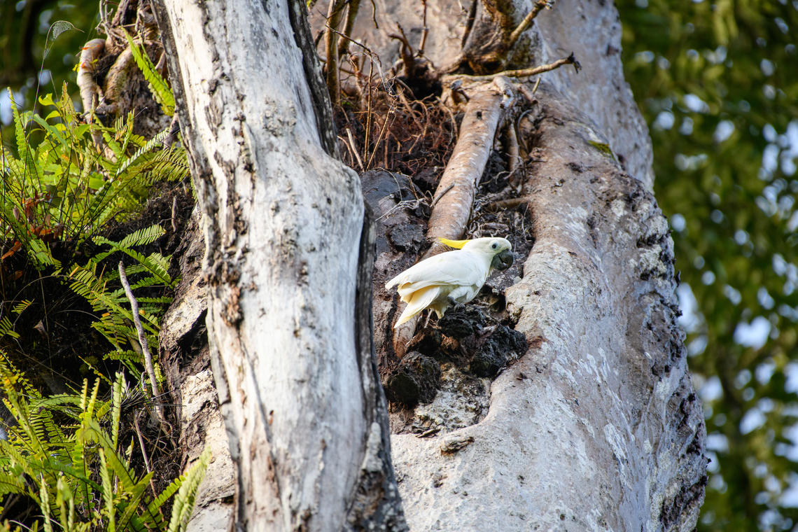 Sulphur-crested Cockatoo - near nest, Malayauw, Papua <figure class="photo"><a href="https://www.jungledragon.com/image/157224/sulphur-crested_cockatoo_-_habitat_malayauw_papua.html" title="Sulphur-crested Cockatoo - habitat, Malayauw, Papua"><img src="https://s3.amazonaws.com/media.jungledragon.com/images/2/157224_thumb.jpg?AWSAccessKeyId=05GMT0V3GWVNE7GGM1R2&Expires=1769040010&Signature=FWb2MVKHlKTCfX2PUOT9QOpvCYU%3D" width="200" height="156" alt="Sulphur-crested Cockatoo - habitat, Malayauw, Papua https://www.jungledragon.com/image/157225/sulphur-crested_cockatoo_-_near_nest_malayauw_papua.html Australia (continent),Cacatua galerita,Geotagged,Indonesia,Malayauw,New Guinea,Papua,Papua 2023,Spring,Sulphur-crested Cockatoo,Vogelkop,West Papua,Western New Guinea" /></a></figure> Australia (continent),Cacatua galerita,Geotagged,Indonesia,Malayauw,New Guinea,Papua,Papua 2023,Spring,Sulphur-crested Cockatoo,Vogelkop,West Papua,Western New Guinea