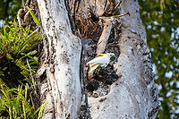 Sulphur-crested Cockatoo - near nest, Malayauw, Papua https://www.jungledragon.com/image/157224/sulphur-crested_cockatoo_-_habitat_malayauw_papua.html Australia (continent),Cacatua galerita,Geotagged,Indonesia,Malayauw,New Guinea,Papua,Papua 2023,Spring,Sulphur-crested Cockatoo,Vogelkop,West Papua,Western New Guinea