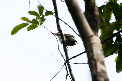 Brown Oriole, Malayauw, Papua Awful shot, but the only one I have of this species. Australia (continent),Brown Oriole,Geotagged,Indonesia,Malayauw,New Guinea,Oriolus szalayi,Papua,Papua 2023,Spring,Vogelkop,West Papua,Western New Guinea