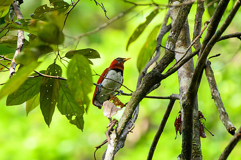 King bird-of-paradise, Malayauw, Papua Not sure what's going on with this individual. It's missing a lot of feathers in the face and it does not have the decorative tail feathers. Could be a juvenile but I think he's probably past his peak. Australia (continent),Cicinnurus regius,Geotagged,Indonesia,King bird-of-paradise,Malayauw,New Guinea,Papua,Papua 2023,Spring,Vogelkop,West Papua,Western New Guinea