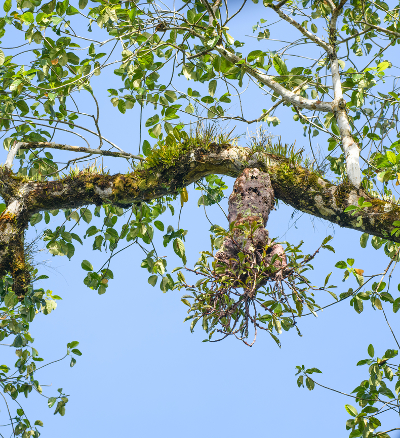 Ant plant #2, Malayauw, Papua Ant plants (this one probably in the genus Myrmecodia) are plants that have a symbiotic relation with a colony of ants. Different from ant or termite nests built on trees, this plant actually produces the housing, it's part of the plant itself. In return for this shelter, the ants help to defend the tree against slugs and other intruders. <br />
<br />
Another one found in this location:<br />
<figure class="photo"><a href="https://www.jungledragon.com/image/156644/ant_plant_malayauw_papua.html" title="Ant plant, Malayauw, Papua"><img src="https://s3.amazonaws.com/media.jungledragon.com/images/2/156644_thumb.jpg?AWSAccessKeyId=05GMT0V3GWVNE7GGM1R2&Expires=1769040010&Signature=tW4O7aSIMUBL%2FVratncL1REKjm8%3D" width="200" height="134" alt="Ant plant, Malayauw, Papua Ant plants (this one probably in the genus Myrmecodia) are plants that have a symbiotic relation with a colony of ants. Different from ant or termite nests built on trees, this plant actually produces the housing, it's part of the plant itself. In return for this shelter, the ants help to defend the tree against slugs and other intruders. Australia (continent),Geotagged,Indonesia,Malayauw,New Guinea,Papua,Papua 2023,Spring,Vogelkop,West Papua,Western New Guinea" /></a></figure> Australia (continent),Geotagged,Indonesia,Malayauw,New Guinea,Papua,Papua 2023,Spring,Vogelkop,West Papua,Western New Guinea