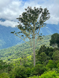 Minggre, Arfak Mountains, Papua A little habitat shot to mark the beginning of the 3rd location in our Papua trip. The town of Minggre in the Arfak Mountains. Elevation is about 1,500m ASL and the weather is moderate to cool, and highly dynamic. The terrain overall is very steep.

The main appeal of this location is a legendary bowerbird as well as 4 iconic species of birds-of-paradise. Arfak Mountains,Australia (continent),Geotagged,Indonesia,Minggre,New Guinea,Papua,Papua 2023,Spring,Vogelkop,West Papua,Western New Guinea