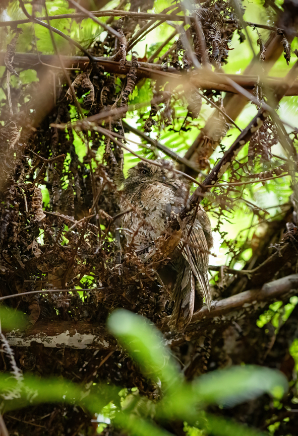 Mountain owlet-nightjar, Minggre, Arfak Mountains, Papua Pointed out to us by staff as it was resting by day. It was in a very dark spot with lots of obstructions. A second species of owlet-nightjar nearby:<br />
<figure class="photo"><a href="https://www.jungledragon.com/image/157231/feline_owlet-nightjar_minggre_arfak_mountains_papua.html" title="Feline owlet-nightjar, Minggre, Arfak Mountains, Papua"><img src="https://s3.amazonaws.com/media.jungledragon.com/images/2/157231_thumb.jpg?AWSAccessKeyId=05GMT0V3GWVNE7GGM1R2&Expires=1769040010&Signature=L%2FCjZqQdDJLpriLe3LZzsB6rAc0%3D" width="138" height="152" alt="Feline owlet-nightjar, Minggre, Arfak Mountains, Papua Pointed out to us by staff as it was resting by day. It was in a very dark spot with lots of obstructions. A second species of owlet-nightjar nearby:<br />
https://www.jungledragon.com/image/157230/mountain_owlet-nightjar_minggre_arfak_mountains_papua.html Aegotheles insignis,Arfak Mountains,Australia (continent),Feline owlet-nightjar,Geotagged,Indonesia,Minggre,New Guinea,Papua,Papua 2023,Spring,Vogelkop,West Papua,Western New Guinea" /></a></figure> Aegotheles albertisi,Arfak Mountains,Australia (continent),Geotagged,Indonesia,Minggre,Mountain owlet-nightjar,New Guinea,Papua,Papua 2023,Spring,Vogelkop,West Papua,Western New Guinea