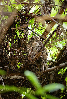 Mountain owlet-nightjar, Minggre, Arfak Mountains, Papua Pointed out to us by staff as it was resting by day. It was in a very dark spot with lots of obstructions. A second species of owlet-nightjar nearby:
https://www.jungledragon.com/image/157231/feline_owlet-nightjar_minggre_arfak_mountains_papua.html Aegotheles albertisi,Arfak Mountains,Australia (continent),Geotagged,Indonesia,Minggre,Mountain owlet-nightjar,New Guinea,Papua,Papua 2023,Spring,Vogelkop,West Papua,Western New Guinea