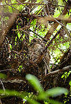 Mountain owlet-nightjar, Minggre, Arfak Mountains, Papua Pointed out to us by staff as it was resting by day. It was in a very dark spot with lots of obstructions. A second species of owlet-nightjar nearby:<br />
https://www.jungledragon.com/image/157231/feline_owlet-nightjar_minggre_arfak_mountains_papua.html Aegotheles albertisi,Arfak Mountains,Australia (continent),Geotagged,Indonesia,Minggre,Mountain owlet-nightjar,New Guinea,Papua,Papua 2023,Spring,Vogelkop,West Papua,Western New Guinea