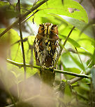 Feline owlet-nightjar, Minggre, Arfak Mountains, Papua Pointed out to us by staff as it was resting by day. It was in a very dark spot with lots of obstructions. A second species of owlet-nightjar nearby:<br />
https://www.jungledragon.com/image/157230/mountain_owlet-nightjar_minggre_arfak_mountains_papua.html Aegotheles insignis,Arfak Mountains,Australia (continent),Feline owlet-nightjar,Geotagged,Indonesia,Minggre,New Guinea,Papua,Papua 2023,Spring,Vogelkop,West Papua,Western New Guinea