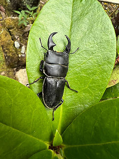 Aegus sp., Minggre, Arfak Mountains, New Guinea Bit of a top-heavy species. Possibly in the Aegus genus. Arfak Mountains,Australia (continent),Geotagged,Indonesia,Minggre,New Guinea,Papua,Papua 2023,Spring,Vogelkop,West Papua,Western New Guinea