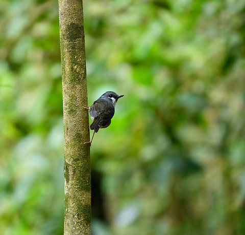 Arfak Robin, Minggre, Arfak Mountains, Papua Sometimes also called the "Ashy Robin". It only occurs at higher elevations of the island of New Guinea.
https://www.jungledragon.com/image/157237/arfak_robin_-_closeup_minggre_arfak_mountains_papua.html Arfak Mountains,Ashy robin,Australia (continent),Geotagged,Heteromyias albispecularis,Indonesia,Minggre,New Guinea,Papua,Papua 2023,Spring,Vogelkop,West Papua,Western New Guinea