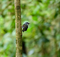 Arfak Robin, Minggre, Arfak Mountains, Papua Sometimes also called the "Ashy Robin". It only occurs at higher elevations of the island of New Guinea.<br />
https://www.jungledragon.com/image/157237/arfak_robin_-_closeup_minggre_arfak_mountains_papua.html Arfak Mountains,Ashy robin,Australia (continent),Geotagged,Heteromyias albispecularis,Indonesia,Minggre,New Guinea,Papua,Papua 2023,Spring,Vogelkop,West Papua,Western New Guinea