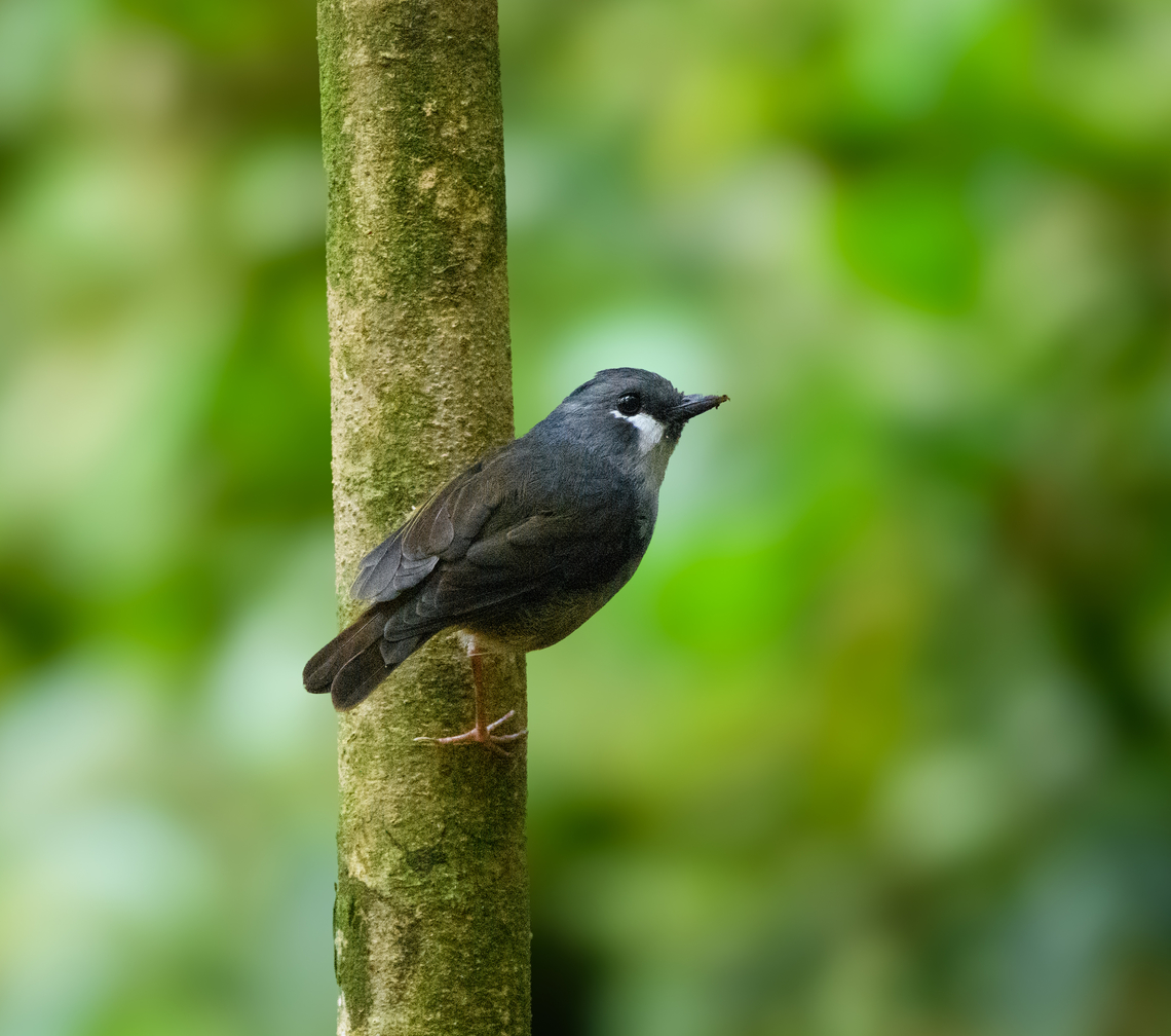 Arfak Robin - closeup, Minggre, Arfak Mountains, Papua Sometimes also called the "Ashy Robin". It only occurs at higher elevations of the island of New Guinea.<br />
<figure class="photo"><a href="https://www.jungledragon.com/image/157236/arfak_robin_minggre_arfak_mountains_papua.html" title="Arfak Robin, Minggre, Arfak Mountains, Papua"><img src="https://s3.amazonaws.com/media.jungledragon.com/images/2/157236_thumb.jpg?AWSAccessKeyId=05GMT0V3GWVNE7GGM1R2&Expires=1769040010&Signature=WjmkMOfjdlU%2Fl5b1XxS%2BBqdXmbY%3D" width="200" height="192" alt="Arfak Robin, Minggre, Arfak Mountains, Papua Sometimes also called the "Ashy Robin". It only occurs at higher elevations of the island of New Guinea.<br />
https://www.jungledragon.com/image/157237/arfak_robin_-_closeup_minggre_arfak_mountains_papua.html Arfak Mountains,Ashy robin,Australia (continent),Geotagged,Heteromyias albispecularis,Indonesia,Minggre,New Guinea,Papua,Papua 2023,Spring,Vogelkop,West Papua,Western New Guinea" /></a></figure> Arfak Mountains,Arfak Robin,Australia (continent),Geotagged,Heteromyias albispecularis,Indonesia,Minggre,New Guinea,Papua,Papua 2023,Spring,Vogelkop,West Papua,Western New Guinea
