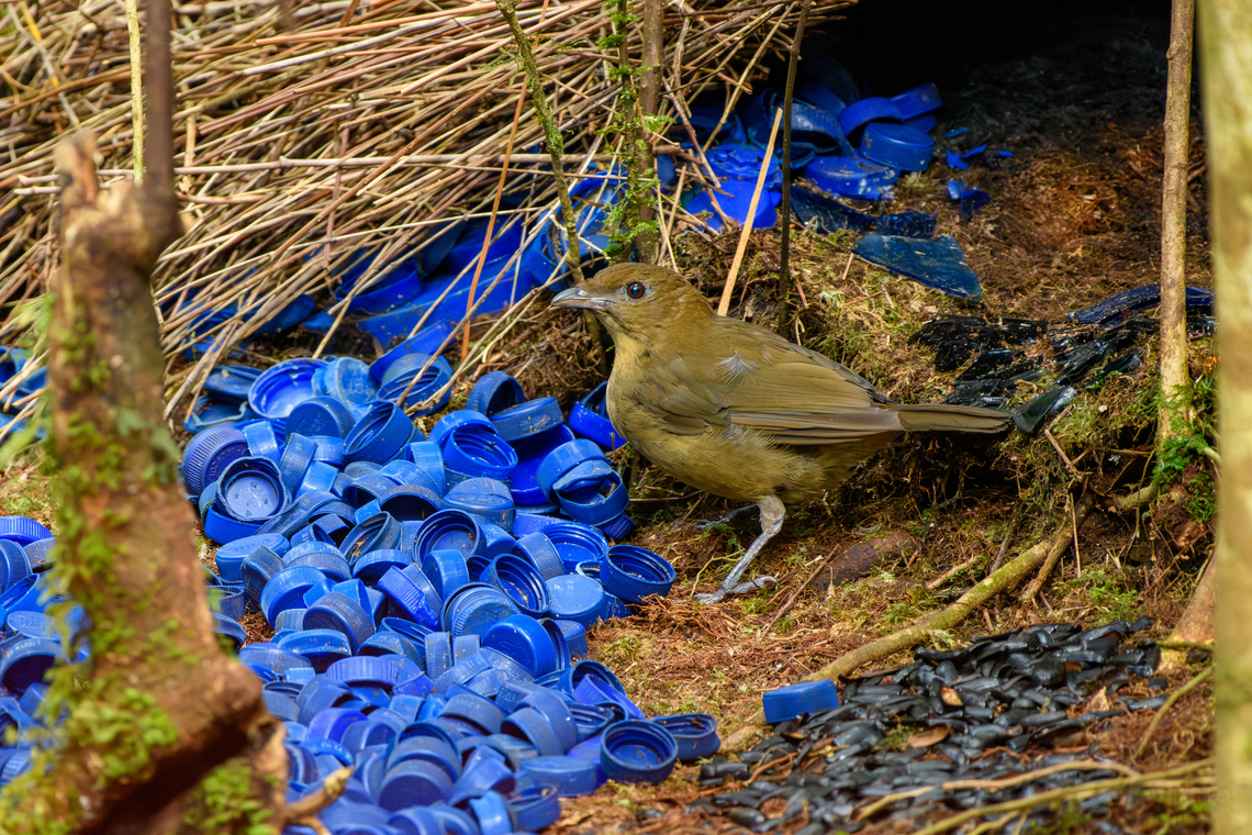 Vogelkop bowerbird - gardening, Minggre, Arfak Mountains <figure class="photo"><a href="https://www.jungledragon.com/image/157240/vogelkop_bowerbird_-_gardening_minggre_arfak_mountains.html" title="Vogelkop bowerbird - gardening, Minggre, Arfak Mountains"><img src="https://s3.amazonaws.com/media.jungledragon.com/images/2/157240_thumb.jpg?AWSAccessKeyId=05GMT0V3GWVNE7GGM1R2&Expires=1759968010&Signature=MRn7IQdGdNxFEk2Yzj0J847dNOs%3D" width="200" height="134" alt="Vogelkop bowerbird - gardening, Minggre, Arfak Mountains https://www.jungledragon.com/image/157240/vogelkop_bowerbird_-_gardening_minggre_arfak_mountains.html<br />
https://www.jungledragon.com/image/157241/vogelkop_bowerbird_-_perched_minggre_arfak_mountains.html<br />
https://www.jungledragon.com/image/157243/vogelkop_bowerbird_-_overseeing_design_minggre_arfak_mountains.html<br />
https://www.jungledragon.com/image/157242/vogelkop_bowerbird_-_temple_design_minggre_arfak_mountains.html<br />
I&#039;m codifying this as the &quot;fake news&quot; bird. As I&#039;ve shared footage of this bird to friends and family before, their initial response is disbelief. As in, &quot;this has to be fake&quot;.<br />
<br />
The Vogelkop Bowerbird is nature&#039;s greatest seducer. The male is visually unremarkable but compensates for it in three spectacular ways:<br />
<br />
1. He&#039;s a vocalist that can accurately mimic any sound he hears. Other birds, chainsaws, horses, children playing, anything.<br />
<br />
2. He&#039;s an architect. The temple roof structure is often ignored because the items in front of it grab all attention, yet this structure alone takes him years to build. It is very robust and can withstand heavy rain. Not that this matters because it&#039;s not actually used. The bird doesn&#039;t live or sleep in the structure.<br />
<br />
3. He&#039;s a designer. Whilst the temple roofs are similar between individual males, the decorative items in front of it are not. Each bird picks different items, colors, groupings and placements to appeal to the female. Items commonly include fruits, shiny beetles, fungi, and human-made items like plastic. In this case there&#039;s lots of plastic because we&#039;re close to a village. <br />
<br />
Remarkably, the male seems to have a design plan in its head down to the smallest detail. Any disturbance of already placed items is immediately corrected. <br />
<br />
And if that&#039;s not enough, they know fashion and thus have culture. They have an understanding of items being rare and particularly impressive. Other males detect the innovation and will try to steal the item whilst the owner is away to feed. Thus, what scores with females is not fixed, it is ever-evolving.<br />
<br />
This bird has a very particular and small distribution, but where it appears, there are typical several males around. <br />
<br />
I highly encourage you to watch the video:<br />
<br />
https://www.youtube.com/watch?v=E1zmfTr2d4c Amblyornis inornata,Arfak Mountains,Australia (continent),Geotagged,Indonesia,Minggre,New Guinea,Papua,Papua 2023,Spring,Vogelkop,Vogelkop bowerbird,West Papua,Western New Guinea" /></a></figure><br />
<figure class="photo"><a href="https://www.jungledragon.com/image/157241/vogelkop_bowerbird_-_perched_minggre_arfak_mountains.html" title="Vogelkop bowerbird - perched, Minggre, Arfak Mountains"><img src="https://s3.amazonaws.com/media.jungledragon.com/images/2/157241_thumb.jpg?AWSAccessKeyId=05GMT0V3GWVNE7GGM1R2&Expires=1759968010&Signature=Suh0KwnXOTaJBTLyVfWge0o5kYI%3D" width="200" height="134" alt="Vogelkop bowerbird - perched, Minggre, Arfak Mountains https://www.jungledragon.com/image/157240/vogelkop_bowerbird_-_gardening_minggre_arfak_mountains.html<br />
https://www.jungledragon.com/image/157241/vogelkop_bowerbird_-_perched_minggre_arfak_mountains.html<br />
https://www.jungledragon.com/image/157243/vogelkop_bowerbird_-_overseeing_design_minggre_arfak_mountains.html<br />
https://www.jungledragon.com/image/157242/vogelkop_bowerbird_-_temple_design_minggre_arfak_mountains.html<br />
I&#039;m codifying this as the &quot;fake news&quot; bird. As I&#039;ve shared footage of this bird to friends and family before, their initial response is disbelief. As in, &quot;this has to be fake&quot;.<br />
<br />
The Vogelkop Bowerbird is nature&#039;s greatest seducer. The male is visually unremarkable but compensates for it in three spectacular ways:<br />
<br />
1. He&#039;s a vocalist that can accurately mimic any sound he hears. Other birds, chainsaws, horses, children playing, anything.<br />
<br />
2. He&#039;s an architect. The temple roof structure is often ignored because the items in front of it grab all attention, yet this structure alone takes him years to build. It is very robust and can withstand heavy rain. Not that this matters because it&#039;s not actually used. The bird doesn&#039;t live or sleep in the structure.<br />
<br />
3. He&#039;s a designer. Whilst the temple roofs are similar between individual males, the decorative items in front of it are not. Each bird picks different items, colors, groupings and placements to appeal to the female. Items commonly include fruits, shiny beetles, fungi, and human-made items like plastic. In this case there&#039;s lots of plastic because we&#039;re close to a village. <br />
<br />
Remarkably, the male seems to have a design plan in its head down to the smallest detail. Any disturbance of already placed items is immediately corrected. <br />
<br />
And if that&#039;s not enough, they know fashion and thus have culture. They have an understanding of items being rare and particularly impressive. Other males detect the innovation and will try to steal the item whilst the owner is away to feed. Thus, what scores with females is not fixed, it is ever-evolving.<br />
<br />
This bird has a very particular and small distribution, but where it appears, there are typical several males around. <br />
<br />
I highly encourage you to watch the video:<br />
<br />
https://www.youtube.com/watch?v=E1zmfTr2d4c Amblyornis inornata,Arfak Mountains,Australia (continent),Geotagged,Indonesia,Minggre,New Guinea,Papua,Papua 2023,Spring,Vogelkop,Vogelkop bowerbird,West Papua,Western New Guinea" /></a></figure><br />
<figure class="photo"><a href="https://www.jungledragon.com/image/157243/vogelkop_bowerbird_-_overseeing_design_minggre_arfak_mountains.html" title="Vogelkop bowerbird - overseeing design, Minggre, Arfak Mountains"><img src="https://s3.amazonaws.com/media.jungledragon.com/images/2/157243_thumb.jpg?AWSAccessKeyId=05GMT0V3GWVNE7GGM1R2&Expires=1759968010&Signature=UQOcNVWQp94XGgLN8XnCPmNXoaM%3D" width="200" height="134" alt="Vogelkop bowerbird - overseeing design, Minggre, Arfak Mountains https://www.jungledragon.com/image/157240/vogelkop_bowerbird_-_gardening_minggre_arfak_mountains.html<br />
https://www.jungledragon.com/image/157241/vogelkop_bowerbird_-_perched_minggre_arfak_mountains.html<br />
https://www.jungledragon.com/image/157243/vogelkop_bowerbird_-_overseeing_design_minggre_arfak_mountains.html<br />
https://www.jungledragon.com/image/157242/vogelkop_bowerbird_-_temple_design_minggre_arfak_mountains.html<br />
I&#039;m codifying this as the &quot;fake news&quot; bird. As I&#039;ve shared footage of this bird to friends and family before, their initial response is disbelief. As in, &quot;this has to be fake&quot;.<br />
<br />
The Vogelkop Bowerbird is nature&#039;s greatest seducer. The male is visually unremarkable but compensates for it in three spectacular ways:<br />
<br />
1. He&#039;s a vocalist that can accurately mimic any sound he hears. Other birds, chainsaws, horses, children playing, anything.<br />
<br />
2. He&#039;s an architect. The temple roof structure is often ignored because the items in front of it grab all attention, yet this structure alone takes him years to build. It is very robust and can withstand heavy rain. Not that this matters because it&#039;s not actually used. The bird doesn&#039;t live or sleep in the structure.<br />
<br />
3. He&#039;s a designer. Whilst the temple roofs are similar between individual males, the decorative items in front of it are not. Each bird picks different items, colors, groupings and placements to appeal to the female. Items commonly include fruits, shiny beetles, fungi, and human-made items like plastic. In this case there&#039;s lots of plastic because we&#039;re close to a village. <br />
<br />
Remarkably, the male seems to have a design plan in its head down to the smallest detail. Any disturbance of already placed items is immediately corrected. <br />
<br />
And if that&#039;s not enough, they know fashion and thus have culture. They have an understanding of items being rare and particularly impressive. Other males detect the innovation and will try to steal the item whilst the owner is away to feed. Thus, what scores with females is not fixed, it is ever-evolving.<br />
<br />
This bird has a very particular and small distribution, but where it appears, there are typical several males around. <br />
<br />
I highly encourage you to watch the video:<br />
<br />
https://www.youtube.com/watch?v=E1zmfTr2d4c Amblyornis inornata,Arfak Mountains,Australia (continent),Geotagged,Indonesia,Minggre,New Guinea,Papua,Papua 2023,Spring,Vogelkop,Vogelkop bowerbird,West Papua,Western New Guinea" /></a></figure><br />
<figure class="photo"><a href="https://www.jungledragon.com/image/157242/vogelkop_bowerbird_-_temple_design_minggre_arfak_mountains.html" title="Vogelkop bowerbird - temple design, Minggre, Arfak Mountains"><img src="https://s3.amazonaws.com/media.jungledragon.com/images/2/157242_thumb.jpg?AWSAccessKeyId=05GMT0V3GWVNE7GGM1R2&Expires=1759968010&Signature=H35YQtw3zYcyt3uJxbK0KESk1po%3D" width="200" height="134" alt="Vogelkop bowerbird - temple design, Minggre, Arfak Mountains https://www.jungledragon.com/image/157240/vogelkop_bowerbird_-_gardening_minggre_arfak_mountains.html<br />
https://www.jungledragon.com/image/157241/vogelkop_bowerbird_-_perched_minggre_arfak_mountains.html<br />
https://www.jungledragon.com/image/157243/vogelkop_bowerbird_-_overseeing_design_minggre_arfak_mountains.html<br />
https://www.jungledragon.com/image/157242/vogelkop_bowerbird_-_temple_design_minggre_arfak_mountains.html<br />
I&#039;m codifying this as the &quot;fake news&quot; bird. As I&#039;ve shared footage of this bird to friends and family before, their initial response is disbelief. As in, &quot;this has to be fake&quot;.<br />
<br />
The Vogelkop Bowerbird is nature&#039;s greatest seducer. The male is visually unremarkable but compensates for it in three spectacular ways:<br />
<br />
1. He&#039;s a vocalist that can accurately mimic any sound he hears. Other birds, chainsaws, horses, children playing, anything.<br />
<br />
2. He&#039;s an architect. The temple roof structure is often ignored because the items in front of it grab all attention, yet this structure alone takes him years to build. It is very robust and can withstand heavy rain. Not that this matters because it&#039;s not actually used. The bird doesn&#039;t live or sleep in the structure.<br />
<br />
3. He&#039;s a designer. Whilst the temple roofs are similar between individual males, the decorative items in front of it are not. Each bird picks different items, colors, groupings and placements to appeal to the female. Items commonly include fruits, shiny beetles, fungi, and human-made items like plastic. In this case there&#039;s lots of plastic because we&#039;re close to a village. <br />
<br />
Remarkably, the male seems to have a design plan in its head down to the smallest detail. Any disturbance of already placed items is immediately corrected. <br />
<br />
And if that&#039;s not enough, they know fashion and thus have culture. They have an understanding of items being rare and particularly impressive. Other males detect the innovation and will try to steal the item whilst the owner is away to feed. Thus, what scores with females is not fixed, it is ever-evolving.<br />
<br />
This bird has a very particular and small distribution, but where it appears, there are typical several males around. <br />
<br />
I highly encourage you to watch the video:<br />
<br />
https://www.youtube.com/watch?v=E1zmfTr2d4c Amblyornis inornata,Arfak Mountains,Australia (continent),Geotagged,Indonesia,Minggre,New Guinea,Papua,Papua 2023,Spring,Vogelkop,Vogelkop bowerbird,West Papua,Western New Guinea" /></a></figure><br />
I&#039;m codifying this as the &quot;fake news&quot; bird. As I&#039;ve shared footage of this bird to friends and family before, their initial response is disbelief. As in, &quot;this has to be fake&quot;.<br />
<br />
The Vogelkop Bowerbird is nature&#039;s greatest seducer. The male is visually unremarkable but compensates for it in three spectacular ways:<br />
<br />
1. He&#039;s a vocalist that can accurately mimic any sound he hears. Other birds, chainsaws, horses, children playing, anything.<br />
<br />
2. He&#039;s an architect. The temple roof structure is often ignored because the items in front of it grab all attention, yet this structure alone takes him years to build. It is very robust and can withstand heavy rain. Not that this matters because it&#039;s not actually used. The bird doesn&#039;t live or sleep in the structure.<br />
<br />
3. He&#039;s a designer. Whilst the temple roofs are similar between individual males, the decorative items in front of it are not. Each bird picks different items, colors, groupings and placements to appeal to the female. Items commonly include fruits, shiny beetles, fungi, and human-made items like plastic. In this case there&#039;s lots of plastic because we&#039;re close to a village. <br />
<br />
Remarkably, the male seems to have a design plan in its head down to the smallest detail. Any disturbance of already placed items is immediately corrected. <br />
<br />
And if that&#039;s not enough, they know fashion and thus have culture. They have an understanding of items being rare and particularly impressive. Other males detect the innovation and will try to steal the item whilst the owner is away to feed. Thus, what scores with females is not fixed, it is ever-evolving.<br />
<br />
This bird has a very particular and small distribution, but where it appears, there are typical several males around. <br />
<br />
I highly encourage you to watch the video:<br />
<br />
<section class="video"><iframe width="448" height="282" src="https://www.youtube-nocookie.com/embed/E1zmfTr2d4c?hd=1&autoplay=0&rel=0" frameborder="0" allowfullscreen></iframe></section> Amblyornis inornata,Arfak Mountains,Australia (continent),Geotagged,Indonesia,Minggre,New Guinea,Papua,Papua 2023,Spring,Vogelkop,Vogelkop bowerbird,West Papua,Western New Guinea