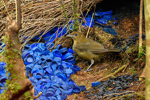 Vogelkop bowerbird - gardening, Minggre, Arfak Mountains https://www.jungledragon.com/image/157240/vogelkop_bowerbird_-_gardening_minggre_arfak_mountains.html
https://www.jungledragon.com/image/157241/vogelkop_bowerbird_-_perched_minggre_arfak_mountains.html
https://www.jungledragon.com/image/157243/vogelkop_bowerbird_-_overseeing_design_minggre_arfak_mountains.html
https://www.jungledragon.com/image/157242/vogelkop_bowerbird_-_temple_design_minggre_arfak_mountains.html
I'm codifying this as the "fake news" bird. As I've shared footage of this bird to friends and family before, their initial response is disbelief. As in, "this has to be fake".

The Vogelkop Bowerbird is nature's greatest seducer. The male is visually unremarkable but compensates for it in three spectacular ways:

1. He's a vocalist that can accurately mimic any sound he hears. Other birds, chainsaws, horses, children playing, anything.

2. He's an architect. The temple roof structure is often ignored because the items in front of it grab all attention, yet this structure alone takes him years to build. It is very robust and can withstand heavy rain. Not that this matters because it's not actually used. The bird doesn't live or sleep in the structure.

3. He's a designer. Whilst the temple roofs are similar between individual males, the decorative items in front of it are not. Each bird picks different items, colors, groupings and placements to appeal to the female. Items commonly include fruits, shiny beetles, fungi, and human-made items like plastic. In this case there's lots of plastic because we're close to a village. 

Remarkably, the male seems to have a design plan in its head down to the smallest detail. Any disturbance of already placed items is immediately corrected. 

And if that's not enough, they know fashion and thus have culture. They have an understanding of items being rare and particularly impressive. Other males detect the innovation and will try to steal the item whilst the owner is away to feed. Thus, what scores with females is not fixed, it is ever-evolving.

This bird has a very particular and small distribution, but where it appears, there are typical several males around. 

I highly encourage you to watch the video:

https://www.youtube.com/watch?v=E1zmfTr2d4c Amblyornis inornata,Arfak Mountains,Australia (continent),Geotagged,Indonesia,Minggre,New Guinea,Papua,Papua 2023,Spring,Vogelkop,Vogelkop bowerbird,West Papua,Western New Guinea