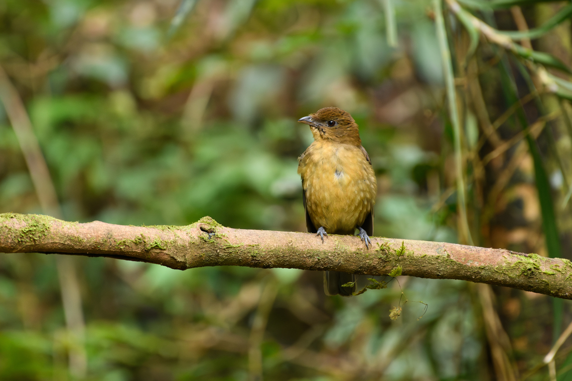 Vogelkop bowerbird - perched, Minggre, Arfak Mountains <figure class="photo"><a href="https://www.jungledragon.com/image/157240/vogelkop_bowerbird_-_gardening_minggre_arfak_mountains.html" title="Vogelkop bowerbird - gardening, Minggre, Arfak Mountains"><img src="https://s3.amazonaws.com/media.jungledragon.com/images/2/157240_thumb.jpg?AWSAccessKeyId=05GMT0V3GWVNE7GGM1R2&Expires=1759968010&Signature=MRn7IQdGdNxFEk2Yzj0J847dNOs%3D" width="200" height="134" alt="Vogelkop bowerbird - gardening, Minggre, Arfak Mountains https://www.jungledragon.com/image/157240/vogelkop_bowerbird_-_gardening_minggre_arfak_mountains.html<br />
https://www.jungledragon.com/image/157241/vogelkop_bowerbird_-_perched_minggre_arfak_mountains.html<br />
https://www.jungledragon.com/image/157243/vogelkop_bowerbird_-_overseeing_design_minggre_arfak_mountains.html<br />
https://www.jungledragon.com/image/157242/vogelkop_bowerbird_-_temple_design_minggre_arfak_mountains.html<br />
I&#039;m codifying this as the &quot;fake news&quot; bird. As I&#039;ve shared footage of this bird to friends and family before, their initial response is disbelief. As in, &quot;this has to be fake&quot;.<br />
<br />
The Vogelkop Bowerbird is nature&#039;s greatest seducer. The male is visually unremarkable but compensates for it in three spectacular ways:<br />
<br />
1. He&#039;s a vocalist that can accurately mimic any sound he hears. Other birds, chainsaws, horses, children playing, anything.<br />
<br />
2. He&#039;s an architect. The temple roof structure is often ignored because the items in front of it grab all attention, yet this structure alone takes him years to build. It is very robust and can withstand heavy rain. Not that this matters because it&#039;s not actually used. The bird doesn&#039;t live or sleep in the structure.<br />
<br />
3. He&#039;s a designer. Whilst the temple roofs are similar between individual males, the decorative items in front of it are not. Each bird picks different items, colors, groupings and placements to appeal to the female. Items commonly include fruits, shiny beetles, fungi, and human-made items like plastic. In this case there&#039;s lots of plastic because we&#039;re close to a village. <br />
<br />
Remarkably, the male seems to have a design plan in its head down to the smallest detail. Any disturbance of already placed items is immediately corrected. <br />
<br />
And if that&#039;s not enough, they know fashion and thus have culture. They have an understanding of items being rare and particularly impressive. Other males detect the innovation and will try to steal the item whilst the owner is away to feed. Thus, what scores with females is not fixed, it is ever-evolving.<br />
<br />
This bird has a very particular and small distribution, but where it appears, there are typical several males around. <br />
<br />
I highly encourage you to watch the video:<br />
<br />
https://www.youtube.com/watch?v=E1zmfTr2d4c Amblyornis inornata,Arfak Mountains,Australia (continent),Geotagged,Indonesia,Minggre,New Guinea,Papua,Papua 2023,Spring,Vogelkop,Vogelkop bowerbird,West Papua,Western New Guinea" /></a></figure><br />
<figure class="photo"><a href="https://www.jungledragon.com/image/157241/vogelkop_bowerbird_-_perched_minggre_arfak_mountains.html" title="Vogelkop bowerbird - perched, Minggre, Arfak Mountains"><img src="https://s3.amazonaws.com/media.jungledragon.com/images/2/157241_thumb.jpg?AWSAccessKeyId=05GMT0V3GWVNE7GGM1R2&Expires=1759968010&Signature=Suh0KwnXOTaJBTLyVfWge0o5kYI%3D" width="200" height="134" alt="Vogelkop bowerbird - perched, Minggre, Arfak Mountains https://www.jungledragon.com/image/157240/vogelkop_bowerbird_-_gardening_minggre_arfak_mountains.html<br />
https://www.jungledragon.com/image/157241/vogelkop_bowerbird_-_perched_minggre_arfak_mountains.html<br />
https://www.jungledragon.com/image/157243/vogelkop_bowerbird_-_overseeing_design_minggre_arfak_mountains.html<br />
https://www.jungledragon.com/image/157242/vogelkop_bowerbird_-_temple_design_minggre_arfak_mountains.html<br />
I&#039;m codifying this as the &quot;fake news&quot; bird. As I&#039;ve shared footage of this bird to friends and family before, their initial response is disbelief. As in, &quot;this has to be fake&quot;.<br />
<br />
The Vogelkop Bowerbird is nature&#039;s greatest seducer. The male is visually unremarkable but compensates for it in three spectacular ways:<br />
<br />
1. He&#039;s a vocalist that can accurately mimic any sound he hears. Other birds, chainsaws, horses, children playing, anything.<br />
<br />
2. He&#039;s an architect. The temple roof structure is often ignored because the items in front of it grab all attention, yet this structure alone takes him years to build. It is very robust and can withstand heavy rain. Not that this matters because it&#039;s not actually used. The bird doesn&#039;t live or sleep in the structure.<br />
<br />
3. He&#039;s a designer. Whilst the temple roofs are similar between individual males, the decorative items in front of it are not. Each bird picks different items, colors, groupings and placements to appeal to the female. Items commonly include fruits, shiny beetles, fungi, and human-made items like plastic. In this case there&#039;s lots of plastic because we&#039;re close to a village. <br />
<br />
Remarkably, the male seems to have a design plan in its head down to the smallest detail. Any disturbance of already placed items is immediately corrected. <br />
<br />
And if that&#039;s not enough, they know fashion and thus have culture. They have an understanding of items being rare and particularly impressive. Other males detect the innovation and will try to steal the item whilst the owner is away to feed. Thus, what scores with females is not fixed, it is ever-evolving.<br />
<br />
This bird has a very particular and small distribution, but where it appears, there are typical several males around. <br />
<br />
I highly encourage you to watch the video:<br />
<br />
https://www.youtube.com/watch?v=E1zmfTr2d4c Amblyornis inornata,Arfak Mountains,Australia (continent),Geotagged,Indonesia,Minggre,New Guinea,Papua,Papua 2023,Spring,Vogelkop,Vogelkop bowerbird,West Papua,Western New Guinea" /></a></figure><br />
<figure class="photo"><a href="https://www.jungledragon.com/image/157243/vogelkop_bowerbird_-_overseeing_design_minggre_arfak_mountains.html" title="Vogelkop bowerbird - overseeing design, Minggre, Arfak Mountains"><img src="https://s3.amazonaws.com/media.jungledragon.com/images/2/157243_thumb.jpg?AWSAccessKeyId=05GMT0V3GWVNE7GGM1R2&Expires=1759968010&Signature=UQOcNVWQp94XGgLN8XnCPmNXoaM%3D" width="200" height="134" alt="Vogelkop bowerbird - overseeing design, Minggre, Arfak Mountains https://www.jungledragon.com/image/157240/vogelkop_bowerbird_-_gardening_minggre_arfak_mountains.html<br />
https://www.jungledragon.com/image/157241/vogelkop_bowerbird_-_perched_minggre_arfak_mountains.html<br />
https://www.jungledragon.com/image/157243/vogelkop_bowerbird_-_overseeing_design_minggre_arfak_mountains.html<br />
https://www.jungledragon.com/image/157242/vogelkop_bowerbird_-_temple_design_minggre_arfak_mountains.html<br />
I&#039;m codifying this as the &quot;fake news&quot; bird. As I&#039;ve shared footage of this bird to friends and family before, their initial response is disbelief. As in, &quot;this has to be fake&quot;.<br />
<br />
The Vogelkop Bowerbird is nature&#039;s greatest seducer. The male is visually unremarkable but compensates for it in three spectacular ways:<br />
<br />
1. He&#039;s a vocalist that can accurately mimic any sound he hears. Other birds, chainsaws, horses, children playing, anything.<br />
<br />
2. He&#039;s an architect. The temple roof structure is often ignored because the items in front of it grab all attention, yet this structure alone takes him years to build. It is very robust and can withstand heavy rain. Not that this matters because it&#039;s not actually used. The bird doesn&#039;t live or sleep in the structure.<br />
<br />
3. He&#039;s a designer. Whilst the temple roofs are similar between individual males, the decorative items in front of it are not. Each bird picks different items, colors, groupings and placements to appeal to the female. Items commonly include fruits, shiny beetles, fungi, and human-made items like plastic. In this case there&#039;s lots of plastic because we&#039;re close to a village. <br />
<br />
Remarkably, the male seems to have a design plan in its head down to the smallest detail. Any disturbance of already placed items is immediately corrected. <br />
<br />
And if that&#039;s not enough, they know fashion and thus have culture. They have an understanding of items being rare and particularly impressive. Other males detect the innovation and will try to steal the item whilst the owner is away to feed. Thus, what scores with females is not fixed, it is ever-evolving.<br />
<br />
This bird has a very particular and small distribution, but where it appears, there are typical several males around. <br />
<br />
I highly encourage you to watch the video:<br />
<br />
https://www.youtube.com/watch?v=E1zmfTr2d4c Amblyornis inornata,Arfak Mountains,Australia (continent),Geotagged,Indonesia,Minggre,New Guinea,Papua,Papua 2023,Spring,Vogelkop,Vogelkop bowerbird,West Papua,Western New Guinea" /></a></figure><br />
<figure class="photo"><a href="https://www.jungledragon.com/image/157242/vogelkop_bowerbird_-_temple_design_minggre_arfak_mountains.html" title="Vogelkop bowerbird - temple design, Minggre, Arfak Mountains"><img src="https://s3.amazonaws.com/media.jungledragon.com/images/2/157242_thumb.jpg?AWSAccessKeyId=05GMT0V3GWVNE7GGM1R2&Expires=1759968010&Signature=H35YQtw3zYcyt3uJxbK0KESk1po%3D" width="200" height="134" alt="Vogelkop bowerbird - temple design, Minggre, Arfak Mountains https://www.jungledragon.com/image/157240/vogelkop_bowerbird_-_gardening_minggre_arfak_mountains.html<br />
https://www.jungledragon.com/image/157241/vogelkop_bowerbird_-_perched_minggre_arfak_mountains.html<br />
https://www.jungledragon.com/image/157243/vogelkop_bowerbird_-_overseeing_design_minggre_arfak_mountains.html<br />
https://www.jungledragon.com/image/157242/vogelkop_bowerbird_-_temple_design_minggre_arfak_mountains.html<br />
I&#039;m codifying this as the &quot;fake news&quot; bird. As I&#039;ve shared footage of this bird to friends and family before, their initial response is disbelief. As in, &quot;this has to be fake&quot;.<br />
<br />
The Vogelkop Bowerbird is nature&#039;s greatest seducer. The male is visually unremarkable but compensates for it in three spectacular ways:<br />
<br />
1. He&#039;s a vocalist that can accurately mimic any sound he hears. Other birds, chainsaws, horses, children playing, anything.<br />
<br />
2. He&#039;s an architect. The temple roof structure is often ignored because the items in front of it grab all attention, yet this structure alone takes him years to build. It is very robust and can withstand heavy rain. Not that this matters because it&#039;s not actually used. The bird doesn&#039;t live or sleep in the structure.<br />
<br />
3. He&#039;s a designer. Whilst the temple roofs are similar between individual males, the decorative items in front of it are not. Each bird picks different items, colors, groupings and placements to appeal to the female. Items commonly include fruits, shiny beetles, fungi, and human-made items like plastic. In this case there&#039;s lots of plastic because we&#039;re close to a village. <br />
<br />
Remarkably, the male seems to have a design plan in its head down to the smallest detail. Any disturbance of already placed items is immediately corrected. <br />
<br />
And if that&#039;s not enough, they know fashion and thus have culture. They have an understanding of items being rare and particularly impressive. Other males detect the innovation and will try to steal the item whilst the owner is away to feed. Thus, what scores with females is not fixed, it is ever-evolving.<br />
<br />
This bird has a very particular and small distribution, but where it appears, there are typical several males around. <br />
<br />
I highly encourage you to watch the video:<br />
<br />
https://www.youtube.com/watch?v=E1zmfTr2d4c Amblyornis inornata,Arfak Mountains,Australia (continent),Geotagged,Indonesia,Minggre,New Guinea,Papua,Papua 2023,Spring,Vogelkop,Vogelkop bowerbird,West Papua,Western New Guinea" /></a></figure><br />
I&#039;m codifying this as the &quot;fake news&quot; bird. As I&#039;ve shared footage of this bird to friends and family before, their initial response is disbelief. As in, &quot;this has to be fake&quot;.<br />
<br />
The Vogelkop Bowerbird is nature&#039;s greatest seducer. The male is visually unremarkable but compensates for it in three spectacular ways:<br />
<br />
1. He&#039;s a vocalist that can accurately mimic any sound he hears. Other birds, chainsaws, horses, children playing, anything.<br />
<br />
2. He&#039;s an architect. The temple roof structure is often ignored because the items in front of it grab all attention, yet this structure alone takes him years to build. It is very robust and can withstand heavy rain. Not that this matters because it&#039;s not actually used. The bird doesn&#039;t live or sleep in the structure.<br />
<br />
3. He&#039;s a designer. Whilst the temple roofs are similar between individual males, the decorative items in front of it are not. Each bird picks different items, colors, groupings and placements to appeal to the female. Items commonly include fruits, shiny beetles, fungi, and human-made items like plastic. In this case there&#039;s lots of plastic because we&#039;re close to a village. <br />
<br />
Remarkably, the male seems to have a design plan in its head down to the smallest detail. Any disturbance of already placed items is immediately corrected. <br />
<br />
And if that&#039;s not enough, they know fashion and thus have culture. They have an understanding of items being rare and particularly impressive. Other males detect the innovation and will try to steal the item whilst the owner is away to feed. Thus, what scores with females is not fixed, it is ever-evolving.<br />
<br />
This bird has a very particular and small distribution, but where it appears, there are typical several males around. <br />
<br />
I highly encourage you to watch the video:<br />
<br />
<section class="video"><iframe width="448" height="282" src="https://www.youtube-nocookie.com/embed/E1zmfTr2d4c?hd=1&autoplay=0&rel=0" frameborder="0" allowfullscreen></iframe></section> Amblyornis inornata,Arfak Mountains,Australia (continent),Geotagged,Indonesia,Minggre,New Guinea,Papua,Papua 2023,Spring,Vogelkop,Vogelkop bowerbird,West Papua,Western New Guinea