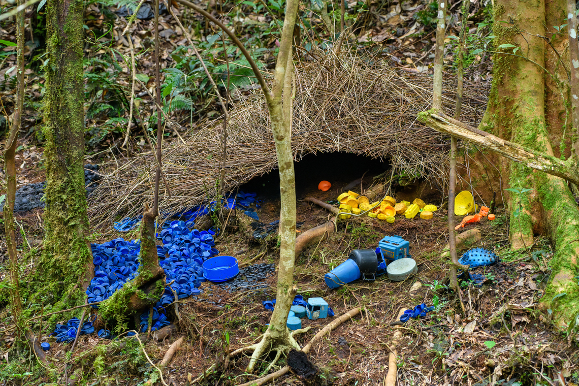 Vogelkop bowerbird - temple design, Minggre, Arfak Mountains <figure class="photo"><a href="https://www.jungledragon.com/image/157240/vogelkop_bowerbird_-_gardening_minggre_arfak_mountains.html" title="Vogelkop bowerbird - gardening, Minggre, Arfak Mountains"><img src="https://s3.amazonaws.com/media.jungledragon.com/images/2/157240_thumb.jpg?AWSAccessKeyId=05GMT0V3GWVNE7GGM1R2&Expires=1767225610&Signature=zAW5pg%2BfCrAKF%2B%2Fo9KMzObG5EdA%3D" width="200" height="134" alt="Vogelkop bowerbird - gardening, Minggre, Arfak Mountains https://www.jungledragon.com/image/157240/vogelkop_bowerbird_-_gardening_minggre_arfak_mountains.html<br />
https://www.jungledragon.com/image/157241/vogelkop_bowerbird_-_perched_minggre_arfak_mountains.html<br />
https://www.jungledragon.com/image/157243/vogelkop_bowerbird_-_overseeing_design_minggre_arfak_mountains.html<br />
https://www.jungledragon.com/image/157242/vogelkop_bowerbird_-_temple_design_minggre_arfak_mountains.html<br />
I&#039;m codifying this as the &quot;fake news&quot; bird. As I&#039;ve shared footage of this bird to friends and family before, their initial response is disbelief. As in, &quot;this has to be fake&quot;.<br />
<br />
The Vogelkop Bowerbird is nature&#039;s greatest seducer. The male is visually unremarkable but compensates for it in three spectacular ways:<br />
<br />
1. He&#039;s a vocalist that can accurately mimic any sound he hears. Other birds, chainsaws, horses, children playing, anything.<br />
<br />
2. He&#039;s an architect. The temple roof structure is often ignored because the items in front of it grab all attention, yet this structure alone takes him years to build. It is very robust and can withstand heavy rain. Not that this matters because it&#039;s not actually used. The bird doesn&#039;t live or sleep in the structure.<br />
<br />
3. He&#039;s a designer. Whilst the temple roofs are similar between individual males, the decorative items in front of it are not. Each bird picks different items, colors, groupings and placements to appeal to the female. Items commonly include fruits, shiny beetles, fungi, and human-made items like plastic. In this case there&#039;s lots of plastic because we&#039;re close to a village. <br />
<br />
Remarkably, the male seems to have a design plan in its head down to the smallest detail. Any disturbance of already placed items is immediately corrected. <br />
<br />
And if that&#039;s not enough, they know fashion and thus have culture. They have an understanding of items being rare and particularly impressive. Other males detect the innovation and will try to steal the item whilst the owner is away to feed. Thus, what scores with females is not fixed, it is ever-evolving.<br />
<br />
This bird has a very particular and small distribution, but where it appears, there are typical several males around. <br />
<br />
I highly encourage you to watch the video:<br />
<br />
https://www.youtube.com/watch?v=E1zmfTr2d4c Amblyornis inornata,Arfak Mountains,Australia (continent),Geotagged,Indonesia,Minggre,New Guinea,Papua,Papua 2023,Spring,Vogelkop,Vogelkop bowerbird,West Papua,Western New Guinea" /></a></figure><br />
<figure class="photo"><a href="https://www.jungledragon.com/image/157241/vogelkop_bowerbird_-_perched_minggre_arfak_mountains.html" title="Vogelkop bowerbird - perched, Minggre, Arfak Mountains"><img src="https://s3.amazonaws.com/media.jungledragon.com/images/2/157241_thumb.jpg?AWSAccessKeyId=05GMT0V3GWVNE7GGM1R2&Expires=1767225610&Signature=QCQ%2BtNr3c15lL8sxOLteZZYpSYE%3D" width="200" height="134" alt="Vogelkop bowerbird - perched, Minggre, Arfak Mountains https://www.jungledragon.com/image/157240/vogelkop_bowerbird_-_gardening_minggre_arfak_mountains.html<br />
https://www.jungledragon.com/image/157241/vogelkop_bowerbird_-_perched_minggre_arfak_mountains.html<br />
https://www.jungledragon.com/image/157243/vogelkop_bowerbird_-_overseeing_design_minggre_arfak_mountains.html<br />
https://www.jungledragon.com/image/157242/vogelkop_bowerbird_-_temple_design_minggre_arfak_mountains.html<br />
I&#039;m codifying this as the &quot;fake news&quot; bird. As I&#039;ve shared footage of this bird to friends and family before, their initial response is disbelief. As in, &quot;this has to be fake&quot;.<br />
<br />
The Vogelkop Bowerbird is nature&#039;s greatest seducer. The male is visually unremarkable but compensates for it in three spectacular ways:<br />
<br />
1. He&#039;s a vocalist that can accurately mimic any sound he hears. Other birds, chainsaws, horses, children playing, anything.<br />
<br />
2. He&#039;s an architect. The temple roof structure is often ignored because the items in front of it grab all attention, yet this structure alone takes him years to build. It is very robust and can withstand heavy rain. Not that this matters because it&#039;s not actually used. The bird doesn&#039;t live or sleep in the structure.<br />
<br />
3. He&#039;s a designer. Whilst the temple roofs are similar between individual males, the decorative items in front of it are not. Each bird picks different items, colors, groupings and placements to appeal to the female. Items commonly include fruits, shiny beetles, fungi, and human-made items like plastic. In this case there&#039;s lots of plastic because we&#039;re close to a village. <br />
<br />
Remarkably, the male seems to have a design plan in its head down to the smallest detail. Any disturbance of already placed items is immediately corrected. <br />
<br />
And if that&#039;s not enough, they know fashion and thus have culture. They have an understanding of items being rare and particularly impressive. Other males detect the innovation and will try to steal the item whilst the owner is away to feed. Thus, what scores with females is not fixed, it is ever-evolving.<br />
<br />
This bird has a very particular and small distribution, but where it appears, there are typical several males around. <br />
<br />
I highly encourage you to watch the video:<br />
<br />
https://www.youtube.com/watch?v=E1zmfTr2d4c Amblyornis inornata,Arfak Mountains,Australia (continent),Geotagged,Indonesia,Minggre,New Guinea,Papua,Papua 2023,Spring,Vogelkop,Vogelkop bowerbird,West Papua,Western New Guinea" /></a></figure><br />
<figure class="photo"><a href="https://www.jungledragon.com/image/157243/vogelkop_bowerbird_-_overseeing_design_minggre_arfak_mountains.html" title="Vogelkop bowerbird - overseeing design, Minggre, Arfak Mountains"><img src="https://s3.amazonaws.com/media.jungledragon.com/images/2/157243_thumb.jpg?AWSAccessKeyId=05GMT0V3GWVNE7GGM1R2&Expires=1767225610&Signature=nw2T8oPmGMjf5jF6M%2BgjaS8HWNs%3D" width="200" height="134" alt="Vogelkop bowerbird - overseeing design, Minggre, Arfak Mountains https://www.jungledragon.com/image/157240/vogelkop_bowerbird_-_gardening_minggre_arfak_mountains.html<br />
https://www.jungledragon.com/image/157241/vogelkop_bowerbird_-_perched_minggre_arfak_mountains.html<br />
https://www.jungledragon.com/image/157243/vogelkop_bowerbird_-_overseeing_design_minggre_arfak_mountains.html<br />
https://www.jungledragon.com/image/157242/vogelkop_bowerbird_-_temple_design_minggre_arfak_mountains.html<br />
I&#039;m codifying this as the &quot;fake news&quot; bird. As I&#039;ve shared footage of this bird to friends and family before, their initial response is disbelief. As in, &quot;this has to be fake&quot;.<br />
<br />
The Vogelkop Bowerbird is nature&#039;s greatest seducer. The male is visually unremarkable but compensates for it in three spectacular ways:<br />
<br />
1. He&#039;s a vocalist that can accurately mimic any sound he hears. Other birds, chainsaws, horses, children playing, anything.<br />
<br />
2. He&#039;s an architect. The temple roof structure is often ignored because the items in front of it grab all attention, yet this structure alone takes him years to build. It is very robust and can withstand heavy rain. Not that this matters because it&#039;s not actually used. The bird doesn&#039;t live or sleep in the structure.<br />
<br />
3. He&#039;s a designer. Whilst the temple roofs are similar between individual males, the decorative items in front of it are not. Each bird picks different items, colors, groupings and placements to appeal to the female. Items commonly include fruits, shiny beetles, fungi, and human-made items like plastic. In this case there&#039;s lots of plastic because we&#039;re close to a village. <br />
<br />
Remarkably, the male seems to have a design plan in its head down to the smallest detail. Any disturbance of already placed items is immediately corrected. <br />
<br />
And if that&#039;s not enough, they know fashion and thus have culture. They have an understanding of items being rare and particularly impressive. Other males detect the innovation and will try to steal the item whilst the owner is away to feed. Thus, what scores with females is not fixed, it is ever-evolving.<br />
<br />
This bird has a very particular and small distribution, but where it appears, there are typical several males around. <br />
<br />
I highly encourage you to watch the video:<br />
<br />
https://www.youtube.com/watch?v=E1zmfTr2d4c Amblyornis inornata,Arfak Mountains,Australia (continent),Geotagged,Indonesia,Minggre,New Guinea,Papua,Papua 2023,Spring,Vogelkop,Vogelkop bowerbird,West Papua,Western New Guinea" /></a></figure><br />
<figure class="photo"><a href="https://www.jungledragon.com/image/157242/vogelkop_bowerbird_-_temple_design_minggre_arfak_mountains.html" title="Vogelkop bowerbird - temple design, Minggre, Arfak Mountains"><img src="https://s3.amazonaws.com/media.jungledragon.com/images/2/157242_thumb.jpg?AWSAccessKeyId=05GMT0V3GWVNE7GGM1R2&Expires=1767225610&Signature=qhCGli4GbRRjF5cfD1%2FiD1mlAVg%3D" width="200" height="134" alt="Vogelkop bowerbird - temple design, Minggre, Arfak Mountains https://www.jungledragon.com/image/157240/vogelkop_bowerbird_-_gardening_minggre_arfak_mountains.html<br />
https://www.jungledragon.com/image/157241/vogelkop_bowerbird_-_perched_minggre_arfak_mountains.html<br />
https://www.jungledragon.com/image/157243/vogelkop_bowerbird_-_overseeing_design_minggre_arfak_mountains.html<br />
https://www.jungledragon.com/image/157242/vogelkop_bowerbird_-_temple_design_minggre_arfak_mountains.html<br />
I&#039;m codifying this as the &quot;fake news&quot; bird. As I&#039;ve shared footage of this bird to friends and family before, their initial response is disbelief. As in, &quot;this has to be fake&quot;.<br />
<br />
The Vogelkop Bowerbird is nature&#039;s greatest seducer. The male is visually unremarkable but compensates for it in three spectacular ways:<br />
<br />
1. He&#039;s a vocalist that can accurately mimic any sound he hears. Other birds, chainsaws, horses, children playing, anything.<br />
<br />
2. He&#039;s an architect. The temple roof structure is often ignored because the items in front of it grab all attention, yet this structure alone takes him years to build. It is very robust and can withstand heavy rain. Not that this matters because it&#039;s not actually used. The bird doesn&#039;t live or sleep in the structure.<br />
<br />
3. He&#039;s a designer. Whilst the temple roofs are similar between individual males, the decorative items in front of it are not. Each bird picks different items, colors, groupings and placements to appeal to the female. Items commonly include fruits, shiny beetles, fungi, and human-made items like plastic. In this case there&#039;s lots of plastic because we&#039;re close to a village. <br />
<br />
Remarkably, the male seems to have a design plan in its head down to the smallest detail. Any disturbance of already placed items is immediately corrected. <br />
<br />
And if that&#039;s not enough, they know fashion and thus have culture. They have an understanding of items being rare and particularly impressive. Other males detect the innovation and will try to steal the item whilst the owner is away to feed. Thus, what scores with females is not fixed, it is ever-evolving.<br />
<br />
This bird has a very particular and small distribution, but where it appears, there are typical several males around. <br />
<br />
I highly encourage you to watch the video:<br />
<br />
https://www.youtube.com/watch?v=E1zmfTr2d4c Amblyornis inornata,Arfak Mountains,Australia (continent),Geotagged,Indonesia,Minggre,New Guinea,Papua,Papua 2023,Spring,Vogelkop,Vogelkop bowerbird,West Papua,Western New Guinea" /></a></figure><br />
I&#039;m codifying this as the &quot;fake news&quot; bird. As I&#039;ve shared footage of this bird to friends and family before, their initial response is disbelief. As in, &quot;this has to be fake&quot;.<br />
<br />
The Vogelkop Bowerbird is nature&#039;s greatest seducer. The male is visually unremarkable but compensates for it in three spectacular ways:<br />
<br />
1. He&#039;s a vocalist that can accurately mimic any sound he hears. Other birds, chainsaws, horses, children playing, anything.<br />
<br />
2. He&#039;s an architect. The temple roof structure is often ignored because the items in front of it grab all attention, yet this structure alone takes him years to build. It is very robust and can withstand heavy rain. Not that this matters because it&#039;s not actually used. The bird doesn&#039;t live or sleep in the structure.<br />
<br />
3. He&#039;s a designer. Whilst the temple roofs are similar between individual males, the decorative items in front of it are not. Each bird picks different items, colors, groupings and placements to appeal to the female. Items commonly include fruits, shiny beetles, fungi, and human-made items like plastic. In this case there&#039;s lots of plastic because we&#039;re close to a village. <br />
<br />
Remarkably, the male seems to have a design plan in its head down to the smallest detail. Any disturbance of already placed items is immediately corrected. <br />
<br />
And if that&#039;s not enough, they know fashion and thus have culture. They have an understanding of items being rare and particularly impressive. Other males detect the innovation and will try to steal the item whilst the owner is away to feed. Thus, what scores with females is not fixed, it is ever-evolving.<br />
<br />
This bird has a very particular and small distribution, but where it appears, there are typical several males around. <br />
<br />
I highly encourage you to watch the video:<br />
<br />
<section class="video"><iframe width="448" height="282" src="https://www.youtube-nocookie.com/embed/E1zmfTr2d4c?hd=1&autoplay=0&rel=0" frameborder="0" allowfullscreen></iframe></section> Amblyornis inornata,Arfak Mountains,Australia (continent),Geotagged,Indonesia,Minggre,New Guinea,Papua,Papua 2023,Spring,Vogelkop,Vogelkop bowerbird,West Papua,Western New Guinea