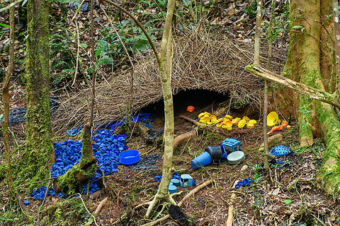 Vogelkop bowerbird - temple design, Minggre, Arfak Mountains https://www.jungledragon.com/image/157240/vogelkop_bowerbird_-_gardening_minggre_arfak_mountains.html
https://www.jungledragon.com/image/157241/vogelkop_bowerbird_-_perched_minggre_arfak_mountains.html
https://www.jungledragon.com/image/157243/vogelkop_bowerbird_-_overseeing_design_minggre_arfak_mountains.html
https://www.jungledragon.com/image/157242/vogelkop_bowerbird_-_temple_design_minggre_arfak_mountains.html
I'm codifying this as the "fake news" bird. As I've shared footage of this bird to friends and family before, their initial response is disbelief. As in, "this has to be fake".

The Vogelkop Bowerbird is nature's greatest seducer. The male is visually unremarkable but compensates for it in three spectacular ways:

1. He's a vocalist that can accurately mimic any sound he hears. Other birds, chainsaws, horses, children playing, anything.

2. He's an architect. The temple roof structure is often ignored because the items in front of it grab all attention, yet this structure alone takes him years to build. It is very robust and can withstand heavy rain. Not that this matters because it's not actually used. The bird doesn't live or sleep in the structure.

3. He's a designer. Whilst the temple roofs are similar between individual males, the decorative items in front of it are not. Each bird picks different items, colors, groupings and placements to appeal to the female. Items commonly include fruits, shiny beetles, fungi, and human-made items like plastic. In this case there's lots of plastic because we're close to a village. 

Remarkably, the male seems to have a design plan in its head down to the smallest detail. Any disturbance of already placed items is immediately corrected. 

And if that's not enough, they know fashion and thus have culture. They have an understanding of items being rare and particularly impressive. Other males detect the innovation and will try to steal the item whilst the owner is away to feed. Thus, what scores with females is not fixed, it is ever-evolving.

This bird has a very particular and small distribution, but where it appears, there are typical several males around. 

I highly encourage you to watch the video:

https://www.youtube.com/watch?v=E1zmfTr2d4c Amblyornis inornata,Arfak Mountains,Australia (continent),Geotagged,Indonesia,Minggre,New Guinea,Papua,Papua 2023,Spring,Vogelkop,Vogelkop bowerbird,West Papua,Western New Guinea