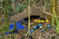 Vogelkop bowerbird - temple design, Minggre, Arfak Mountains https://www.jungledragon.com/image/157240/vogelkop_bowerbird_-_gardening_minggre_arfak_mountains.html<br />
https://www.jungledragon.com/image/157241/vogelkop_bowerbird_-_perched_minggre_arfak_mountains.html<br />
https://www.jungledragon.com/image/157243/vogelkop_bowerbird_-_overseeing_design_minggre_arfak_mountains.html<br />
https://www.jungledragon.com/image/157242/vogelkop_bowerbird_-_temple_design_minggre_arfak_mountains.html<br />
I'm codifying this as the "fake news" bird. As I've shared footage of this bird to friends and family before, their initial response is disbelief. As in, "this has to be fake".<br />
<br />
The Vogelkop Bowerbird is nature's greatest seducer. The male is visually unremarkable but compensates for it in three spectacular ways:<br />
<br />
1. He's a vocalist that can accurately mimic any sound he hears. Other birds, chainsaws, horses, children playing, anything.<br />
<br />
2. He's an architect. The temple roof structure is often ignored because the items in front of it grab all attention, yet this structure alone takes him years to build. It is very robust and can withstand heavy rain. Not that this matters because it's not actually used. The bird doesn't live or sleep in the structure.<br />
<br />
3. He's a designer. Whilst the temple roofs are similar between individual males, the decorative items in front of it are not. Each bird picks different items, colors, groupings and placements to appeal to the female. Items commonly include fruits, shiny beetles, fungi, and human-made items like plastic. In this case there's lots of plastic because we're close to a village. <br />
<br />
Remarkably, the male seems to have a design plan in its head down to the smallest detail. Any disturbance of already placed items is immediately corrected. <br />
<br />
And if that's not enough, they know fashion and thus have culture. They have an understanding of items being rare and particularly impressive. Other males detect the innovation and will try to steal the item whilst the owner is away to feed. Thus, what scores with females is not fixed, it is ever-evolving.<br />
<br />
This bird has a very particular and small distribution, but where it appears, there are typical several males around. <br />
<br />
I highly encourage you to watch the video:<br />
<br />
https://www.youtube.com/watch?v=E1zmfTr2d4c Amblyornis inornata,Arfak Mountains,Australia (continent),Geotagged,Indonesia,Minggre,New Guinea,Papua,Papua 2023,Spring,Vogelkop,Vogelkop bowerbird,West Papua,Western New Guinea