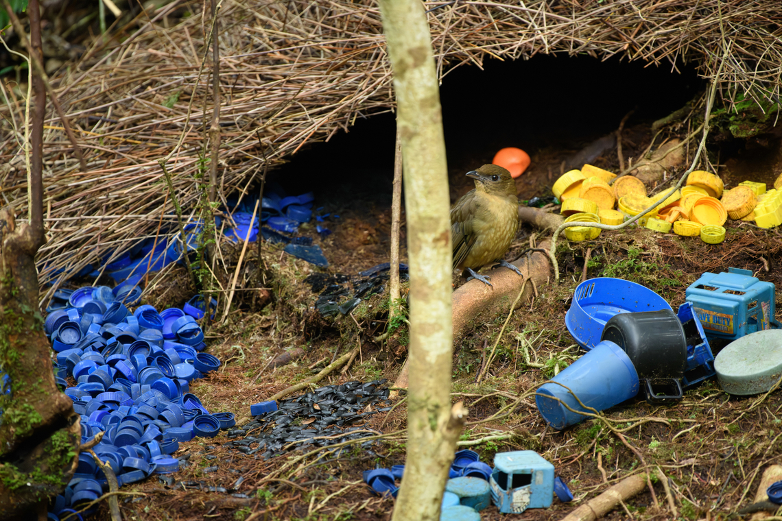 Vogelkop bowerbird - overseeing design, Minggre, Arfak Mountains <figure class="photo"><a href="https://www.jungledragon.com/image/157240/vogelkop_bowerbird_-_gardening_minggre_arfak_mountains.html" title="Vogelkop bowerbird - gardening, Minggre, Arfak Mountains"><img src="https://s3.amazonaws.com/media.jungledragon.com/images/2/157240_thumb.jpg?AWSAccessKeyId=05GMT0V3GWVNE7GGM1R2&Expires=1767225610&Signature=zAW5pg%2BfCrAKF%2B%2Fo9KMzObG5EdA%3D" width="200" height="134" alt="Vogelkop bowerbird - gardening, Minggre, Arfak Mountains https://www.jungledragon.com/image/157240/vogelkop_bowerbird_-_gardening_minggre_arfak_mountains.html<br />
https://www.jungledragon.com/image/157241/vogelkop_bowerbird_-_perched_minggre_arfak_mountains.html<br />
https://www.jungledragon.com/image/157243/vogelkop_bowerbird_-_overseeing_design_minggre_arfak_mountains.html<br />
https://www.jungledragon.com/image/157242/vogelkop_bowerbird_-_temple_design_minggre_arfak_mountains.html<br />
I&#039;m codifying this as the &quot;fake news&quot; bird. As I&#039;ve shared footage of this bird to friends and family before, their initial response is disbelief. As in, &quot;this has to be fake&quot;.<br />
<br />
The Vogelkop Bowerbird is nature&#039;s greatest seducer. The male is visually unremarkable but compensates for it in three spectacular ways:<br />
<br />
1. He&#039;s a vocalist that can accurately mimic any sound he hears. Other birds, chainsaws, horses, children playing, anything.<br />
<br />
2. He&#039;s an architect. The temple roof structure is often ignored because the items in front of it grab all attention, yet this structure alone takes him years to build. It is very robust and can withstand heavy rain. Not that this matters because it&#039;s not actually used. The bird doesn&#039;t live or sleep in the structure.<br />
<br />
3. He&#039;s a designer. Whilst the temple roofs are similar between individual males, the decorative items in front of it are not. Each bird picks different items, colors, groupings and placements to appeal to the female. Items commonly include fruits, shiny beetles, fungi, and human-made items like plastic. In this case there&#039;s lots of plastic because we&#039;re close to a village. <br />
<br />
Remarkably, the male seems to have a design plan in its head down to the smallest detail. Any disturbance of already placed items is immediately corrected. <br />
<br />
And if that&#039;s not enough, they know fashion and thus have culture. They have an understanding of items being rare and particularly impressive. Other males detect the innovation and will try to steal the item whilst the owner is away to feed. Thus, what scores with females is not fixed, it is ever-evolving.<br />
<br />
This bird has a very particular and small distribution, but where it appears, there are typical several males around. <br />
<br />
I highly encourage you to watch the video:<br />
<br />
https://www.youtube.com/watch?v=E1zmfTr2d4c Amblyornis inornata,Arfak Mountains,Australia (continent),Geotagged,Indonesia,Minggre,New Guinea,Papua,Papua 2023,Spring,Vogelkop,Vogelkop bowerbird,West Papua,Western New Guinea" /></a></figure><br />
<figure class="photo"><a href="https://www.jungledragon.com/image/157241/vogelkop_bowerbird_-_perched_minggre_arfak_mountains.html" title="Vogelkop bowerbird - perched, Minggre, Arfak Mountains"><img src="https://s3.amazonaws.com/media.jungledragon.com/images/2/157241_thumb.jpg?AWSAccessKeyId=05GMT0V3GWVNE7GGM1R2&Expires=1767225610&Signature=QCQ%2BtNr3c15lL8sxOLteZZYpSYE%3D" width="200" height="134" alt="Vogelkop bowerbird - perched, Minggre, Arfak Mountains https://www.jungledragon.com/image/157240/vogelkop_bowerbird_-_gardening_minggre_arfak_mountains.html<br />
https://www.jungledragon.com/image/157241/vogelkop_bowerbird_-_perched_minggre_arfak_mountains.html<br />
https://www.jungledragon.com/image/157243/vogelkop_bowerbird_-_overseeing_design_minggre_arfak_mountains.html<br />
https://www.jungledragon.com/image/157242/vogelkop_bowerbird_-_temple_design_minggre_arfak_mountains.html<br />
I&#039;m codifying this as the &quot;fake news&quot; bird. As I&#039;ve shared footage of this bird to friends and family before, their initial response is disbelief. As in, &quot;this has to be fake&quot;.<br />
<br />
The Vogelkop Bowerbird is nature&#039;s greatest seducer. The male is visually unremarkable but compensates for it in three spectacular ways:<br />
<br />
1. He&#039;s a vocalist that can accurately mimic any sound he hears. Other birds, chainsaws, horses, children playing, anything.<br />
<br />
2. He&#039;s an architect. The temple roof structure is often ignored because the items in front of it grab all attention, yet this structure alone takes him years to build. It is very robust and can withstand heavy rain. Not that this matters because it&#039;s not actually used. The bird doesn&#039;t live or sleep in the structure.<br />
<br />
3. He&#039;s a designer. Whilst the temple roofs are similar between individual males, the decorative items in front of it are not. Each bird picks different items, colors, groupings and placements to appeal to the female. Items commonly include fruits, shiny beetles, fungi, and human-made items like plastic. In this case there&#039;s lots of plastic because we&#039;re close to a village. <br />
<br />
Remarkably, the male seems to have a design plan in its head down to the smallest detail. Any disturbance of already placed items is immediately corrected. <br />
<br />
And if that&#039;s not enough, they know fashion and thus have culture. They have an understanding of items being rare and particularly impressive. Other males detect the innovation and will try to steal the item whilst the owner is away to feed. Thus, what scores with females is not fixed, it is ever-evolving.<br />
<br />
This bird has a very particular and small distribution, but where it appears, there are typical several males around. <br />
<br />
I highly encourage you to watch the video:<br />
<br />
https://www.youtube.com/watch?v=E1zmfTr2d4c Amblyornis inornata,Arfak Mountains,Australia (continent),Geotagged,Indonesia,Minggre,New Guinea,Papua,Papua 2023,Spring,Vogelkop,Vogelkop bowerbird,West Papua,Western New Guinea" /></a></figure><br />
<figure class="photo"><a href="https://www.jungledragon.com/image/157243/vogelkop_bowerbird_-_overseeing_design_minggre_arfak_mountains.html" title="Vogelkop bowerbird - overseeing design, Minggre, Arfak Mountains"><img src="https://s3.amazonaws.com/media.jungledragon.com/images/2/157243_thumb.jpg?AWSAccessKeyId=05GMT0V3GWVNE7GGM1R2&Expires=1767225610&Signature=nw2T8oPmGMjf5jF6M%2BgjaS8HWNs%3D" width="200" height="134" alt="Vogelkop bowerbird - overseeing design, Minggre, Arfak Mountains https://www.jungledragon.com/image/157240/vogelkop_bowerbird_-_gardening_minggre_arfak_mountains.html<br />
https://www.jungledragon.com/image/157241/vogelkop_bowerbird_-_perched_minggre_arfak_mountains.html<br />
https://www.jungledragon.com/image/157243/vogelkop_bowerbird_-_overseeing_design_minggre_arfak_mountains.html<br />
https://www.jungledragon.com/image/157242/vogelkop_bowerbird_-_temple_design_minggre_arfak_mountains.html<br />
I&#039;m codifying this as the &quot;fake news&quot; bird. As I&#039;ve shared footage of this bird to friends and family before, their initial response is disbelief. As in, &quot;this has to be fake&quot;.<br />
<br />
The Vogelkop Bowerbird is nature&#039;s greatest seducer. The male is visually unremarkable but compensates for it in three spectacular ways:<br />
<br />
1. He&#039;s a vocalist that can accurately mimic any sound he hears. Other birds, chainsaws, horses, children playing, anything.<br />
<br />
2. He&#039;s an architect. The temple roof structure is often ignored because the items in front of it grab all attention, yet this structure alone takes him years to build. It is very robust and can withstand heavy rain. Not that this matters because it&#039;s not actually used. The bird doesn&#039;t live or sleep in the structure.<br />
<br />
3. He&#039;s a designer. Whilst the temple roofs are similar between individual males, the decorative items in front of it are not. Each bird picks different items, colors, groupings and placements to appeal to the female. Items commonly include fruits, shiny beetles, fungi, and human-made items like plastic. In this case there&#039;s lots of plastic because we&#039;re close to a village. <br />
<br />
Remarkably, the male seems to have a design plan in its head down to the smallest detail. Any disturbance of already placed items is immediately corrected. <br />
<br />
And if that&#039;s not enough, they know fashion and thus have culture. They have an understanding of items being rare and particularly impressive. Other males detect the innovation and will try to steal the item whilst the owner is away to feed. Thus, what scores with females is not fixed, it is ever-evolving.<br />
<br />
This bird has a very particular and small distribution, but where it appears, there are typical several males around. <br />
<br />
I highly encourage you to watch the video:<br />
<br />
https://www.youtube.com/watch?v=E1zmfTr2d4c Amblyornis inornata,Arfak Mountains,Australia (continent),Geotagged,Indonesia,Minggre,New Guinea,Papua,Papua 2023,Spring,Vogelkop,Vogelkop bowerbird,West Papua,Western New Guinea" /></a></figure><br />
<figure class="photo"><a href="https://www.jungledragon.com/image/157242/vogelkop_bowerbird_-_temple_design_minggre_arfak_mountains.html" title="Vogelkop bowerbird - temple design, Minggre, Arfak Mountains"><img src="https://s3.amazonaws.com/media.jungledragon.com/images/2/157242_thumb.jpg?AWSAccessKeyId=05GMT0V3GWVNE7GGM1R2&Expires=1767225610&Signature=qhCGli4GbRRjF5cfD1%2FiD1mlAVg%3D" width="200" height="134" alt="Vogelkop bowerbird - temple design, Minggre, Arfak Mountains https://www.jungledragon.com/image/157240/vogelkop_bowerbird_-_gardening_minggre_arfak_mountains.html<br />
https://www.jungledragon.com/image/157241/vogelkop_bowerbird_-_perched_minggre_arfak_mountains.html<br />
https://www.jungledragon.com/image/157243/vogelkop_bowerbird_-_overseeing_design_minggre_arfak_mountains.html<br />
https://www.jungledragon.com/image/157242/vogelkop_bowerbird_-_temple_design_minggre_arfak_mountains.html<br />
I&#039;m codifying this as the &quot;fake news&quot; bird. As I&#039;ve shared footage of this bird to friends and family before, their initial response is disbelief. As in, &quot;this has to be fake&quot;.<br />
<br />
The Vogelkop Bowerbird is nature&#039;s greatest seducer. The male is visually unremarkable but compensates for it in three spectacular ways:<br />
<br />
1. He&#039;s a vocalist that can accurately mimic any sound he hears. Other birds, chainsaws, horses, children playing, anything.<br />
<br />
2. He&#039;s an architect. The temple roof structure is often ignored because the items in front of it grab all attention, yet this structure alone takes him years to build. It is very robust and can withstand heavy rain. Not that this matters because it&#039;s not actually used. The bird doesn&#039;t live or sleep in the structure.<br />
<br />
3. He&#039;s a designer. Whilst the temple roofs are similar between individual males, the decorative items in front of it are not. Each bird picks different items, colors, groupings and placements to appeal to the female. Items commonly include fruits, shiny beetles, fungi, and human-made items like plastic. In this case there&#039;s lots of plastic because we&#039;re close to a village. <br />
<br />
Remarkably, the male seems to have a design plan in its head down to the smallest detail. Any disturbance of already placed items is immediately corrected. <br />
<br />
And if that&#039;s not enough, they know fashion and thus have culture. They have an understanding of items being rare and particularly impressive. Other males detect the innovation and will try to steal the item whilst the owner is away to feed. Thus, what scores with females is not fixed, it is ever-evolving.<br />
<br />
This bird has a very particular and small distribution, but where it appears, there are typical several males around. <br />
<br />
I highly encourage you to watch the video:<br />
<br />
https://www.youtube.com/watch?v=E1zmfTr2d4c Amblyornis inornata,Arfak Mountains,Australia (continent),Geotagged,Indonesia,Minggre,New Guinea,Papua,Papua 2023,Spring,Vogelkop,Vogelkop bowerbird,West Papua,Western New Guinea" /></a></figure><br />
I&#039;m codifying this as the &quot;fake news&quot; bird. As I&#039;ve shared footage of this bird to friends and family before, their initial response is disbelief. As in, &quot;this has to be fake&quot;.<br />
<br />
The Vogelkop Bowerbird is nature&#039;s greatest seducer. The male is visually unremarkable but compensates for it in three spectacular ways:<br />
<br />
1. He&#039;s a vocalist that can accurately mimic any sound he hears. Other birds, chainsaws, horses, children playing, anything.<br />
<br />
2. He&#039;s an architect. The temple roof structure is often ignored because the items in front of it grab all attention, yet this structure alone takes him years to build. It is very robust and can withstand heavy rain. Not that this matters because it&#039;s not actually used. The bird doesn&#039;t live or sleep in the structure.<br />
<br />
3. He&#039;s a designer. Whilst the temple roofs are similar between individual males, the decorative items in front of it are not. Each bird picks different items, colors, groupings and placements to appeal to the female. Items commonly include fruits, shiny beetles, fungi, and human-made items like plastic. In this case there&#039;s lots of plastic because we&#039;re close to a village. <br />
<br />
Remarkably, the male seems to have a design plan in its head down to the smallest detail. Any disturbance of already placed items is immediately corrected. <br />
<br />
And if that&#039;s not enough, they know fashion and thus have culture. They have an understanding of items being rare and particularly impressive. Other males detect the innovation and will try to steal the item whilst the owner is away to feed. Thus, what scores with females is not fixed, it is ever-evolving.<br />
<br />
This bird has a very particular and small distribution, but where it appears, there are typical several males around. <br />
<br />
I highly encourage you to watch the video:<br />
<br />
<section class="video"><iframe width="448" height="282" src="https://www.youtube-nocookie.com/embed/E1zmfTr2d4c?hd=1&autoplay=0&rel=0" frameborder="0" allowfullscreen></iframe></section> Amblyornis inornata,Arfak Mountains,Australia (continent),Geotagged,Indonesia,Minggre,New Guinea,Papua,Papua 2023,Spring,Vogelkop,Vogelkop bowerbird,West Papua,Western New Guinea