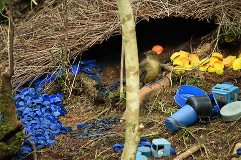 Vogelkop bowerbird - overseeing design, Minggre, Arfak Mountains https://www.jungledragon.com/image/157240/vogelkop_bowerbird_-_gardening_minggre_arfak_mountains.html
https://www.jungledragon.com/image/157241/vogelkop_bowerbird_-_perched_minggre_arfak_mountains.html
https://www.jungledragon.com/image/157243/vogelkop_bowerbird_-_overseeing_design_minggre_arfak_mountains.html
https://www.jungledragon.com/image/157242/vogelkop_bowerbird_-_temple_design_minggre_arfak_mountains.html
I'm codifying this as the "fake news" bird. As I've shared footage of this bird to friends and family before, their initial response is disbelief. As in, "this has to be fake".

The Vogelkop Bowerbird is nature's greatest seducer. The male is visually unremarkable but compensates for it in three spectacular ways:

1. He's a vocalist that can accurately mimic any sound he hears. Other birds, chainsaws, horses, children playing, anything.

2. He's an architect. The temple roof structure is often ignored because the items in front of it grab all attention, yet this structure alone takes him years to build. It is very robust and can withstand heavy rain. Not that this matters because it's not actually used. The bird doesn't live or sleep in the structure.

3. He's a designer. Whilst the temple roofs are similar between individual males, the decorative items in front of it are not. Each bird picks different items, colors, groupings and placements to appeal to the female. Items commonly include fruits, shiny beetles, fungi, and human-made items like plastic. In this case there's lots of plastic because we're close to a village. 

Remarkably, the male seems to have a design plan in its head down to the smallest detail. Any disturbance of already placed items is immediately corrected. 

And if that's not enough, they know fashion and thus have culture. They have an understanding of items being rare and particularly impressive. Other males detect the innovation and will try to steal the item whilst the owner is away to feed. Thus, what scores with females is not fixed, it is ever-evolving.

This bird has a very particular and small distribution, but where it appears, there are typical several males around. 

I highly encourage you to watch the video:

https://www.youtube.com/watch?v=E1zmfTr2d4c Amblyornis inornata,Arfak Mountains,Australia (continent),Geotagged,Indonesia,Minggre,New Guinea,Papua,Papua 2023,Spring,Vogelkop,Vogelkop bowerbird,West Papua,Western New Guinea