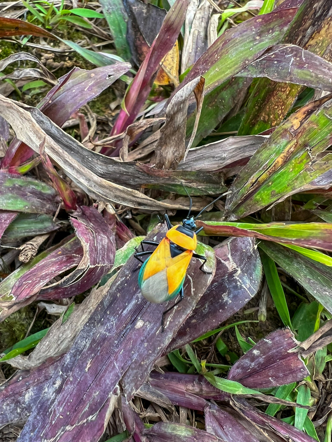 Dindymus croesus, Minggre, Arfak Mountains, Papua Quick smartphone snap of an obscure species. Arfak Mountains,Australia (continent),Dindymus croesus,Geotagged,Indonesia,Minggre,New Guinea,Papua,Papua 2023,Spring,Vogelkop,West Papua,Western New Guinea