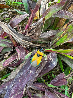 Dindymus croesus, Minggre, Arfak Mountains, Papua Quick smartphone snap of an obscure species. Arfak Mountains,Australia (continent),Dindymus croesus,Geotagged,Indonesia,Minggre,New Guinea,Papua,Papua 2023,Spring,Vogelkop,West Papua,Western New Guinea