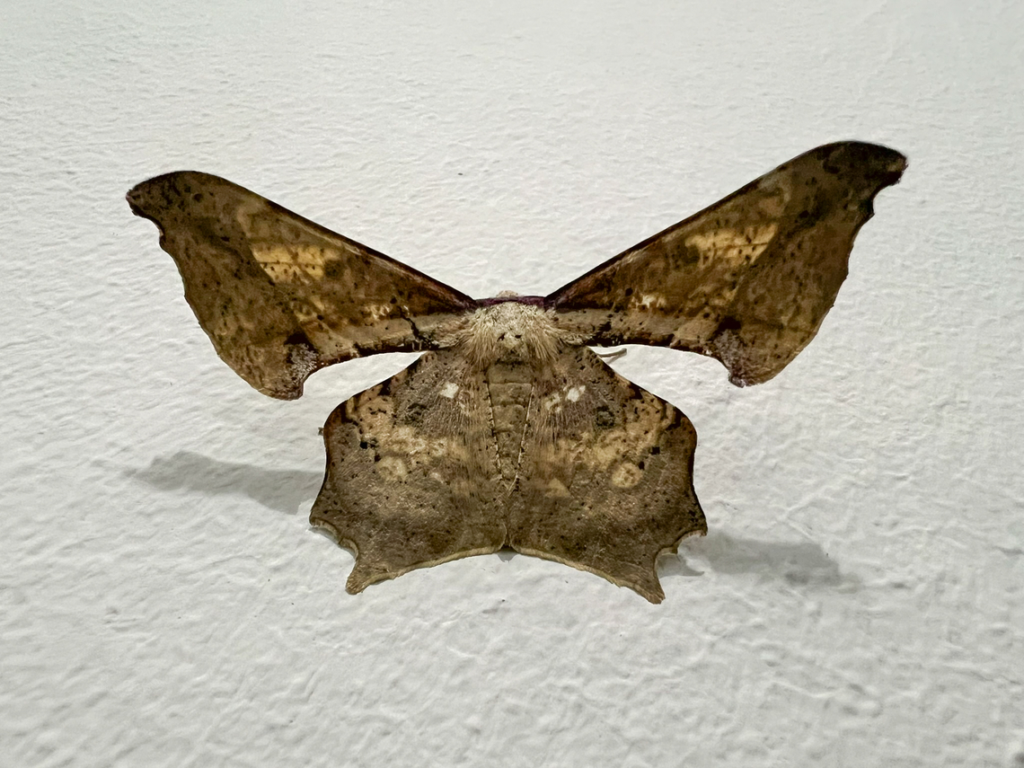 Xylinophylla maculata, Minggre, Arfak Mountains, Papua Not a real mothing session yet, just some smartphone shots of moths found on the wall and door of our bungalow. Arfak Mountains,Australia (continent),Geotagged,Indonesia,Minggre,New Guinea,Papua,Papua 2023,Spring,Vogelkop,West Papua,Western New Guinea,Xylinophylla maculata