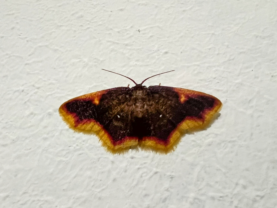 Chrysocraspeda sp., Minggre, Arfak Mountains, Papua Not a real mothing session yet, just some smartphone shots of moths found on the wall and door of our bungalow. Arfak Mountains,Australia (continent),Geotagged,Indonesia,Minggre,New Guinea,Papua,Papua 2023,Spring,Vogelkop,West Papua,Western New Guinea