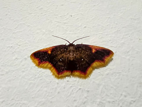 Chrysocraspeda sp., Minggre, Arfak Mountains, Papua Not a real mothing session yet, just some smartphone shots of moths found on the wall and door of our bungalow. Arfak Mountains,Australia (continent),Geotagged,Indonesia,Minggre,New Guinea,Papua,Papua 2023,Spring,Vogelkop,West Papua,Western New Guinea