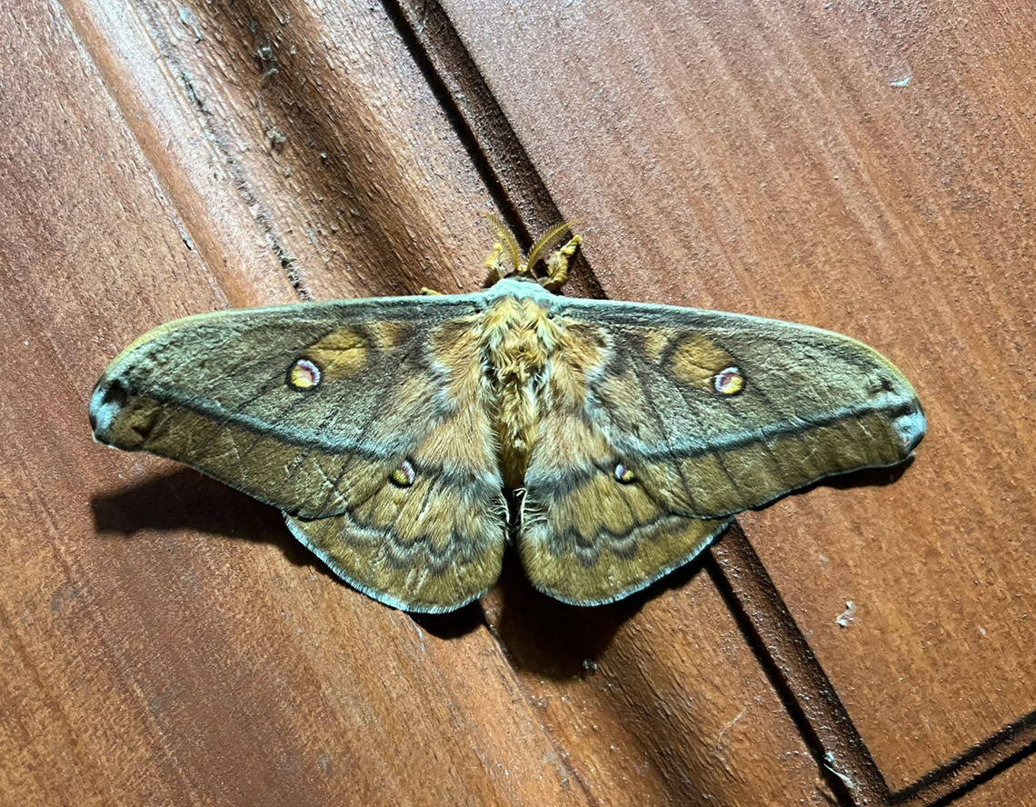 Moth #3, Minggre, Arfak Mountains, Papua Not a real mothing session yet, just some smartphone shots of moths found on the wall and door of our bungalow. Arfak Mountains,Australia (continent),Geotagged,Indonesia,Minggre,New Guinea,Papua,Papua 2023,Spring,Vogelkop,West Papua,Western New Guinea