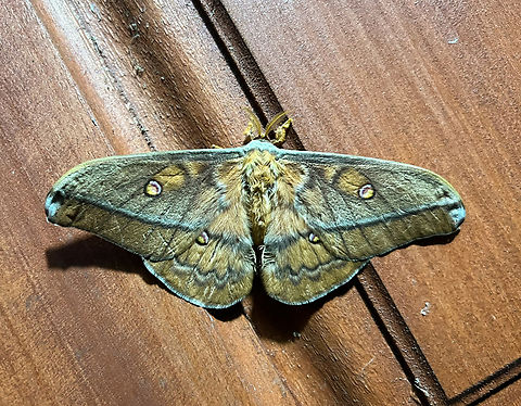 Moth #3, Minggre, Arfak Mountains, Papua Not a real mothing session yet, just some smartphone shots of moths found on the wall and door of our bungalow. Arfak Mountains,Australia (continent),Geotagged,Indonesia,Minggre,New Guinea,Papua,Papua 2023,Spring,Vogelkop,West Papua,Western New Guinea