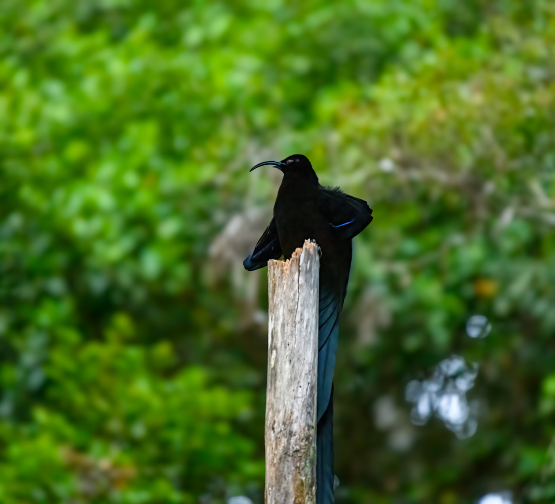 Black sicklebill - 1, Minggre, Arfak Mountains, Papua <figure class="photo"><a href="https://www.jungledragon.com/image/157421/black_sicklebill_-_1_minggre_arfak_mountains_papua.html" title="Black sicklebill - 1, Minggre, Arfak Mountains, Papua"><img src="https://s3.amazonaws.com/media.jungledragon.com/images/2/157421_thumb.jpg?AWSAccessKeyId=05GMT0V3GWVNE7GGM1R2&Expires=1759968010&Signature=5lapLWQLnu34dArPP0Ez4R15nos%3D" width="200" height="182" alt="Black sicklebill - 1, Minggre, Arfak Mountains, Papua https://www.jungledragon.com/image/157421/black_sicklebill_-_1_minggre_arfak_mountains_papua.html<br />
https://www.jungledragon.com/image/157423/black_sicklebill_-_2_minggre_arfak_mountains_papua.html<br />
https://www.jungledragon.com/image/157424/black_sicklebill_-_3_minggre_arfak_mountains_papua.html<br />
https://www.jungledragon.com/image/157422/black_sicklebill_-_4_minggre_arfak_mountains_papua.html<br />
<br />
One of the most perplexing and memorable observations in our travel career. This is the hardest bird-of-paradise to get to in this area. We had to get up at 3AM and do some significant hiking on very steep terrain to be on time for this bird's morning ritual.<br />
<br />
The ritual is quite different from other birds-of-paradise. The Black Sicklebill rehearses it's puzzling display on a bare tree, about 3-5 times at dawn, and that's it. Typically a female isn't even watching.<br />
<br />
The display itself boggles the mind. After some stretching, the bird suddenly transforms into a comet-like shape. As it is a dark bird, you lose any sense of depth or where each body part went. Then, the shape rotates around the tree like a clock and does push-ups, as if physics temporarily do not apply.<br />
<br />
It's really hard to demonstrate with photos, and it was very dark, but hopefully this series gives an impression. The supplemental video is mandatory viewing!<br />
<br />
https://www.youtube.com/watch?v=sKJfvdV4uHU Arfak Mountains,Australia (continent),Black sicklebill,Epimachus fastosus,Geotagged,Indonesia,Minggre,New Guinea,Papua,Papua 2023,Spring,Vogelkop,West Papua,Western New Guinea" /></a></figure><br />
<figure class="photo"><a href="https://www.jungledragon.com/image/157423/black_sicklebill_-_2_minggre_arfak_mountains_papua.html" title="Black sicklebill - 2, Minggre, Arfak Mountains, Papua"><img src="https://s3.amazonaws.com/media.jungledragon.com/images/2/157423_thumb.jpg?AWSAccessKeyId=05GMT0V3GWVNE7GGM1R2&Expires=1759968010&Signature=OD08EN9XhWQuPUML8b5BCwyQjUo%3D" width="200" height="186" alt="Black sicklebill - 2, Minggre, Arfak Mountains, Papua https://www.jungledragon.com/image/157421/black_sicklebill_-_1_minggre_arfak_mountains_papua.html<br />
https://www.jungledragon.com/image/157423/black_sicklebill_-_2_minggre_arfak_mountains_papua.html<br />
https://www.jungledragon.com/image/157424/black_sicklebill_-_3_minggre_arfak_mountains_papua.html<br />
https://www.jungledragon.com/image/157422/black_sicklebill_-_4_minggre_arfak_mountains_papua.html<br />
<br />
One of the most perplexing and memorable observations in our travel career. This is the hardest bird-of-paradise to get to in this area. We had to get up at 3AM and do some significant hiking on very steep terrain to be on time for this bird's morning ritual.<br />
<br />
The ritual is quite different from other birds-of-paradise. The Black Sicklebill rehearses it's puzzling display on a bare tree, about 3-5 times at dawn, and that's it. Typically a female isn't even watching.<br />
<br />
The display itself boggles the mind. After some stretching, the bird suddenly transforms into a comet-like shape. As it is a dark bird, you lose any sense of depth or where each body part went. Then, the shape rotates around the tree like a clock and does push-ups, as if physics temporarily do not apply.<br />
<br />
It's really hard to demonstrate with photos, and it was very dark, but hopefully this series gives an impression. The supplemental video is mandatory viewing!<br />
<br />
https://www.youtube.com/watch?v=sKJfvdV4uHU Arfak Mountains,Australia (continent),Black sicklebill,Epimachus fastosus,Geotagged,Indonesia,Minggre,New Guinea,Papua,Papua 2023,Spring,Vogelkop,West Papua,Western New Guinea" /></a></figure><br />
<figure class="photo"><a href="https://www.jungledragon.com/image/157424/black_sicklebill_-_3_minggre_arfak_mountains_papua.html" title="Black sicklebill - 3, Minggre, Arfak Mountains, Papua"><img src="https://s3.amazonaws.com/media.jungledragon.com/images/2/157424_thumb.jpg?AWSAccessKeyId=05GMT0V3GWVNE7GGM1R2&Expires=1759968010&Signature=2mbGyrp7aaHHU7zVpuIGSbhEcHk%3D" width="200" height="196" alt="Black sicklebill - 3, Minggre, Arfak Mountains, Papua https://www.jungledragon.com/image/157421/black_sicklebill_-_1_minggre_arfak_mountains_papua.html<br />
https://www.jungledragon.com/image/157423/black_sicklebill_-_2_minggre_arfak_mountains_papua.html<br />
https://www.jungledragon.com/image/157424/black_sicklebill_-_3_minggre_arfak_mountains_papua.html<br />
https://www.jungledragon.com/image/157422/black_sicklebill_-_4_minggre_arfak_mountains_papua.html<br />
<br />
One of the most perplexing and memorable observations in our travel career. This is the hardest bird-of-paradise to get to in this area. We had to get up at 3AM and do some significant hiking on very steep terrain to be on time for this bird's morning ritual.<br />
<br />
The ritual is quite different from other birds-of-paradise. The Black Sicklebill rehearses it's puzzling display on a bare tree, about 3-5 times at dawn, and that's it. Typically a female isn't even watching.<br />
<br />
The display itself boggles the mind. After some stretching, the bird suddenly transforms into a comet-like shape. As it is a dark bird, you lose any sense of depth or where each body part went. Then, the shape rotates around the tree like a clock and does push-ups, as if physics temporarily do not apply.<br />
<br />
It's really hard to demonstrate with photos, and it was very dark, but hopefully this series gives an impression. The supplemental video is mandatory viewing!<br />
<br />
https://www.youtube.com/watch?v=sKJfvdV4uHU Arfak Mountains,Australia (continent),Black sicklebill,Epimachus fastosus,Geotagged,Indonesia,Minggre,New Guinea,Papua,Papua 2023,Spring,Vogelkop,West Papua,Western New Guinea" /></a></figure><br />
<figure class="photo"><a href="https://www.jungledragon.com/image/157422/black_sicklebill_-_4_minggre_arfak_mountains_papua.html" title="Black sicklebill - 4, Minggre, Arfak Mountains, Papua"><img src="https://s3.amazonaws.com/media.jungledragon.com/images/2/157422_thumb.jpg?AWSAccessKeyId=05GMT0V3GWVNE7GGM1R2&Expires=1759968010&Signature=Q4DGpeP%2B4aC2yaaPHe3%2FNhsSVdQ%3D" width="200" height="182" alt="Black sicklebill - 4, Minggre, Arfak Mountains, Papua https://www.jungledragon.com/image/157421/black_sicklebill_-_1_minggre_arfak_mountains_papua.html<br />
https://www.jungledragon.com/image/157423/black_sicklebill_-_2_minggre_arfak_mountains_papua.html<br />
https://www.jungledragon.com/image/157424/black_sicklebill_-_3_minggre_arfak_mountains_papua.html<br />
https://www.jungledragon.com/image/157422/black_sicklebill_-_4_minggre_arfak_mountains_papua.html<br />
<br />
One of the most perplexing and memorable observations in our travel career. This is the hardest bird-of-paradise to get to in this area. We had to get up at 3AM and do some significant hiking on very steep terrain to be on time for this bird's morning ritual.<br />
<br />
The ritual is quite different from other birds-of-paradise. The Black Sicklebill rehearses it's puzzling display on a bare tree, about 3-5 times at dawn, and that's it. Typically a female isn't even watching.<br />
<br />
The display itself boggles the mind. After some stretching, the bird suddenly transforms into a comet-like shape. As it is a dark bird, you lose any sense of depth or where each body part went. Then, the shape rotates around the tree like a clock and does push-ups, as if physics temporarily do not apply.<br />
<br />
It's really hard to demonstrate with photos, and it was very dark, but hopefully this series gives an impression. The supplemental video is mandatory viewing!<br />
<br />
https://www.youtube.com/watch?v=sKJfvdV4uHU Arfak Mountains,Australia (continent),Black sicklebill,Epimachus fastosus,Geotagged,Indonesia,Minggre,New Guinea,Papua,Papua 2023,Spring,Vogelkop,West Papua,Western New Guinea" /></a></figure><br />
<br />
One of the most perplexing and memorable observations in our travel career. This is the hardest bird-of-paradise to get to in this area. We had to get up at 3AM and do some significant hiking on very steep terrain to be on time for this bird's morning ritual.<br />
<br />
The ritual is quite different from other birds-of-paradise. The Black Sicklebill rehearses it's puzzling display on a bare tree, about 3-5 times at dawn, and that's it. Typically a female isn't even watching.<br />
<br />
The display itself boggles the mind. After some stretching, the bird suddenly transforms into a comet-like shape. As it is a dark bird, you lose any sense of depth or where each body part went. Then, the shape rotates around the tree like a clock and does push-ups, as if physics temporarily do not apply.<br />
<br />
It's really hard to demonstrate with photos, and it was very dark, but hopefully this series gives an impression. The supplemental video is mandatory viewing!<br />
<br />
<section class="video"><iframe width="448" height="282" src="https://www.youtube-nocookie.com/embed/sKJfvdV4uHU?hd=1&autoplay=0&rel=0" frameborder="0" allowfullscreen></iframe></section> Arfak Mountains,Australia (continent),Black sicklebill,Epimachus fastosus,Geotagged,Indonesia,Minggre,New Guinea,Papua,Papua 2023,Spring,Vogelkop,West Papua,Western New Guinea
