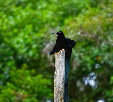 Black sicklebill - 1, Minggre, Arfak Mountains, Papua https://www.jungledragon.com/image/157421/black_sicklebill_-_1_minggre_arfak_mountains_papua.html
https://www.jungledragon.com/image/157423/black_sicklebill_-_2_minggre_arfak_mountains_papua.html
https://www.jungledragon.com/image/157424/black_sicklebill_-_3_minggre_arfak_mountains_papua.html
https://www.jungledragon.com/image/157422/black_sicklebill_-_4_minggre_arfak_mountains_papua.html

One of the most perplexing and memorable observations in our travel career. This is the hardest bird-of-paradise to get to in this area. We had to get up at 3AM and do some significant hiking on very steep terrain to be on time for this bird's morning ritual.

The ritual is quite different from other birds-of-paradise. The Black Sicklebill rehearses it's puzzling display on a bare tree, about 3-5 times at dawn, and that's it. Typically a female isn't even watching.

The display itself boggles the mind. After some stretching, the bird suddenly transforms into a comet-like shape. As it is a dark bird, you lose any sense of depth or where each body part went. Then, the shape rotates around the tree like a clock and does push-ups, as if physics temporarily do not apply.

It's really hard to demonstrate with photos, and it was very dark, but hopefully this series gives an impression. The supplemental video is mandatory viewing!

https://www.youtube.com/watch?v=sKJfvdV4uHU Arfak Mountains,Australia (continent),Black sicklebill,Epimachus fastosus,Geotagged,Indonesia,Minggre,New Guinea,Papua,Papua 2023,Spring,Vogelkop,West Papua,Western New Guinea