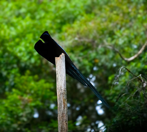 Black sicklebill - 4, Minggre, Arfak Mountains, Papua https://www.jungledragon.com/image/157421/black_sicklebill_-_1_minggre_arfak_mountains_papua.html
https://www.jungledragon.com/image/157423/black_sicklebill_-_2_minggre_arfak_mountains_papua.html
https://www.jungledragon.com/image/157424/black_sicklebill_-_3_minggre_arfak_mountains_papua.html
https://www.jungledragon.com/image/157422/black_sicklebill_-_4_minggre_arfak_mountains_papua.html

One of the most perplexing and memorable observations in our travel career. This is the hardest bird-of-paradise to get to in this area. We had to get up at 3AM and do some significant hiking on very steep terrain to be on time for this bird's morning ritual.

The ritual is quite different from other birds-of-paradise. The Black Sicklebill rehearses it's puzzling display on a bare tree, about 3-5 times at dawn, and that's it. Typically a female isn't even watching.

The display itself boggles the mind. After some stretching, the bird suddenly transforms into a comet-like shape. As it is a dark bird, you lose any sense of depth or where each body part went. Then, the shape rotates around the tree like a clock and does push-ups, as if physics temporarily do not apply.

It's really hard to demonstrate with photos, and it was very dark, but hopefully this series gives an impression. The supplemental video is mandatory viewing!

https://www.youtube.com/watch?v=sKJfvdV4uHU Arfak Mountains,Australia (continent),Black sicklebill,Epimachus fastosus,Geotagged,Indonesia,Minggre,New Guinea,Papua,Papua 2023,Spring,Vogelkop,West Papua,Western New Guinea