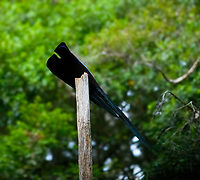Black sicklebill - 4, Minggre, Arfak Mountains, Papua https://www.jungledragon.com/image/157421/black_sicklebill_-_1_minggre_arfak_mountains_papua.html<br />
https://www.jungledragon.com/image/157423/black_sicklebill_-_2_minggre_arfak_mountains_papua.html<br />
https://www.jungledragon.com/image/157424/black_sicklebill_-_3_minggre_arfak_mountains_papua.html<br />
https://www.jungledragon.com/image/157422/black_sicklebill_-_4_minggre_arfak_mountains_papua.html<br />
<br />
One of the most perplexing and memorable observations in our travel career. This is the hardest bird-of-paradise to get to in this area. We had to get up at 3AM and do some significant hiking on very steep terrain to be on time for this bird's morning ritual.<br />
<br />
The ritual is quite different from other birds-of-paradise. The Black Sicklebill rehearses it's puzzling display on a bare tree, about 3-5 times at dawn, and that's it. Typically a female isn't even watching.<br />
<br />
The display itself boggles the mind. After some stretching, the bird suddenly transforms into a comet-like shape. As it is a dark bird, you lose any sense of depth or where each body part went. Then, the shape rotates around the tree like a clock and does push-ups, as if physics temporarily do not apply.<br />
<br />
It's really hard to demonstrate with photos, and it was very dark, but hopefully this series gives an impression. The supplemental video is mandatory viewing!<br />
<br />
https://www.youtube.com/watch?v=sKJfvdV4uHU Arfak Mountains,Australia (continent),Black sicklebill,Epimachus fastosus,Geotagged,Indonesia,Minggre,New Guinea,Papua,Papua 2023,Spring,Vogelkop,West Papua,Western New Guinea