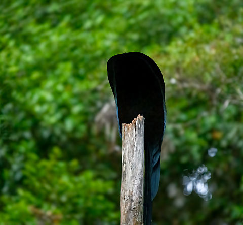 Black sicklebill - 2, Minggre, Arfak Mountains, Papua https://www.jungledragon.com/image/157421/black_sicklebill_-_1_minggre_arfak_mountains_papua.html
https://www.jungledragon.com/image/157423/black_sicklebill_-_2_minggre_arfak_mountains_papua.html
https://www.jungledragon.com/image/157424/black_sicklebill_-_3_minggre_arfak_mountains_papua.html
https://www.jungledragon.com/image/157422/black_sicklebill_-_4_minggre_arfak_mountains_papua.html
One of the most perplexing and memorable observations in our travel career. This is the hardest bird-of-paradise to get to in this area. We had to get up at 3AM and do some significant hiking on very steep terrain to be on time for this bird's morning ritual.
The ritual is quite different from other birds-of-paradise. The Black Sicklebill rehearses it's puzzling display on a bare tree, about 3-5 times at dawn, and that's it. Typically a female isn't even watching.
The display itself boggles the mind. After some stretching, the bird suddenly transforms into a comet-like shape. As it is a dark bird, you lose any sense of depth or where each body part went. Then, the shape rotates around the tree like a clock and does push-ups, as if physics temporarily do not apply.
It's really hard to demonstrate with photos, and it was very dark, but hopefully this series gives an impression. The supplemental video is mandatory viewing!
https://www.youtube.com/watch?v=sKJfvdV4uHU Arfak Mountains,Australia (continent),Black sicklebill,Epimachus fastosus,Geotagged,Indonesia,Minggre,New Guinea,Papua,Papua 2023,Spring,Vogelkop,West Papua,Western New Guinea