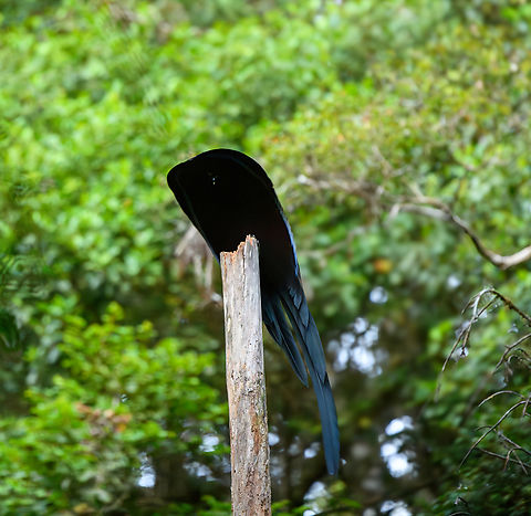 Black sicklebill - 3, Minggre, Arfak Mountains, Papua https://www.jungledragon.com/image/157421/black_sicklebill_-_1_minggre_arfak_mountains_papua.html
https://www.jungledragon.com/image/157423/black_sicklebill_-_2_minggre_arfak_mountains_papua.html
https://www.jungledragon.com/image/157424/black_sicklebill_-_3_minggre_arfak_mountains_papua.html
https://www.jungledragon.com/image/157422/black_sicklebill_-_4_minggre_arfak_mountains_papua.html

One of the most perplexing and memorable observations in our travel career. This is the hardest bird-of-paradise to get to in this area. We had to get up at 3AM and do some significant hiking on very steep terrain to be on time for this bird's morning ritual.

The ritual is quite different from other birds-of-paradise. The Black Sicklebill rehearses it's puzzling display on a bare tree, about 3-5 times at dawn, and that's it. Typically a female isn't even watching.

The display itself boggles the mind. After some stretching, the bird suddenly transforms into a comet-like shape. As it is a dark bird, you lose any sense of depth or where each body part went. Then, the shape rotates around the tree like a clock and does push-ups, as if physics temporarily do not apply.

It's really hard to demonstrate with photos, and it was very dark, but hopefully this series gives an impression. The supplemental video is mandatory viewing!

https://www.youtube.com/watch?v=sKJfvdV4uHU Arfak Mountains,Australia (continent),Black sicklebill,Epimachus fastosus,Geotagged,Indonesia,Minggre,New Guinea,Papua,Papua 2023,Spring,Vogelkop,West Papua,Western New Guinea