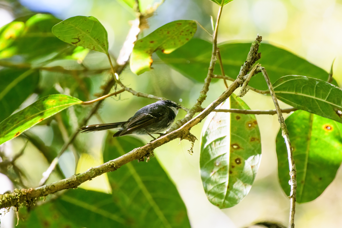 Friendly fantail, Minggre, Arfak Mountains, Papua Took forever to capture this one, it really does not sit still. Exclusive to the highlands of New Guinea. Arfak Mountains,Australia (continent),Friendly fantail,Geotagged,Indonesia,Minggre,New Guinea,Papua,Papua 2023,Rhipidura albolimbata,Spring,Vogelkop,West Papua,Western New Guinea