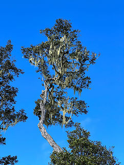 Arfak tree, Minggre, Arfak Mountains, Papua An example of a tree in the Arfak highlands. Thin, slow-growing and full of epiphytes. Arfak Mountains,Australia (continent),Geotagged,Indonesia,Minggre,New Guinea,Papua,Papua 2023,Spring,Vogelkop,West Papua,Western New Guinea